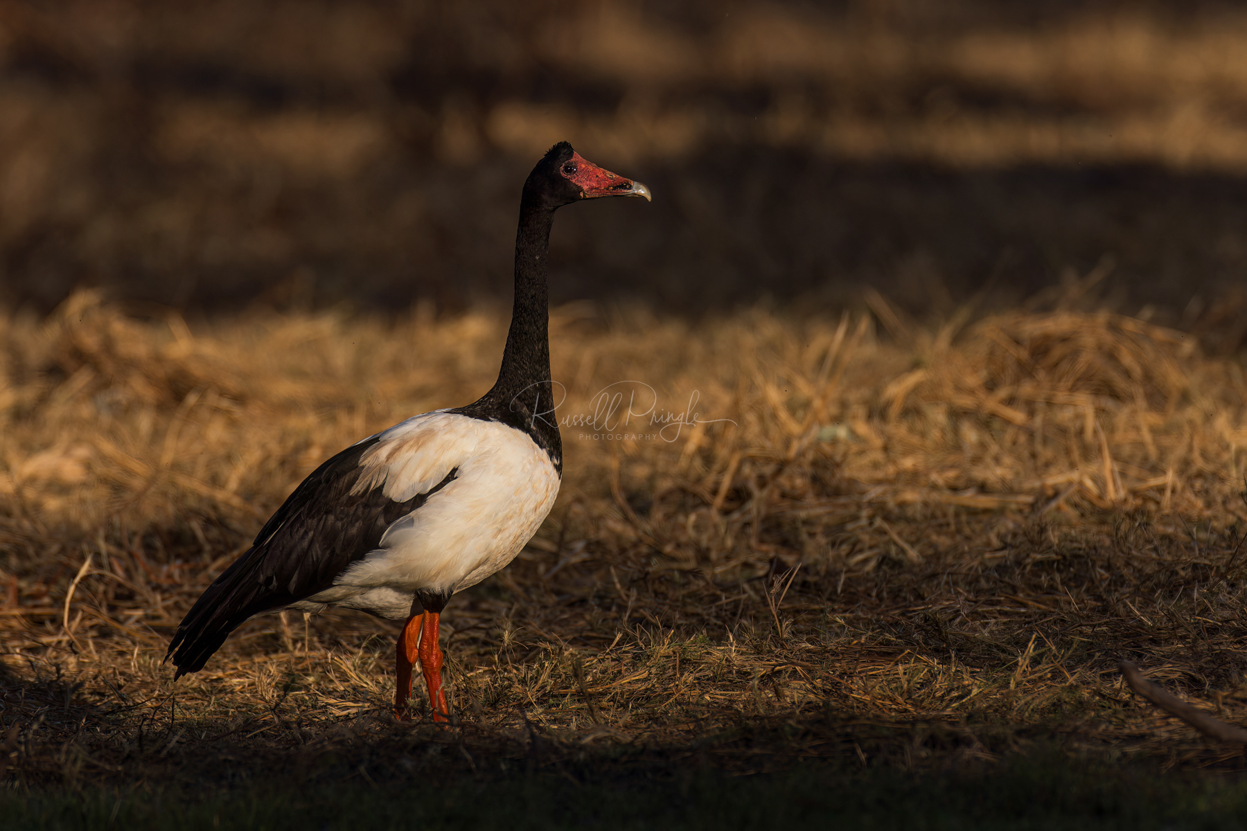 Magpie Goose