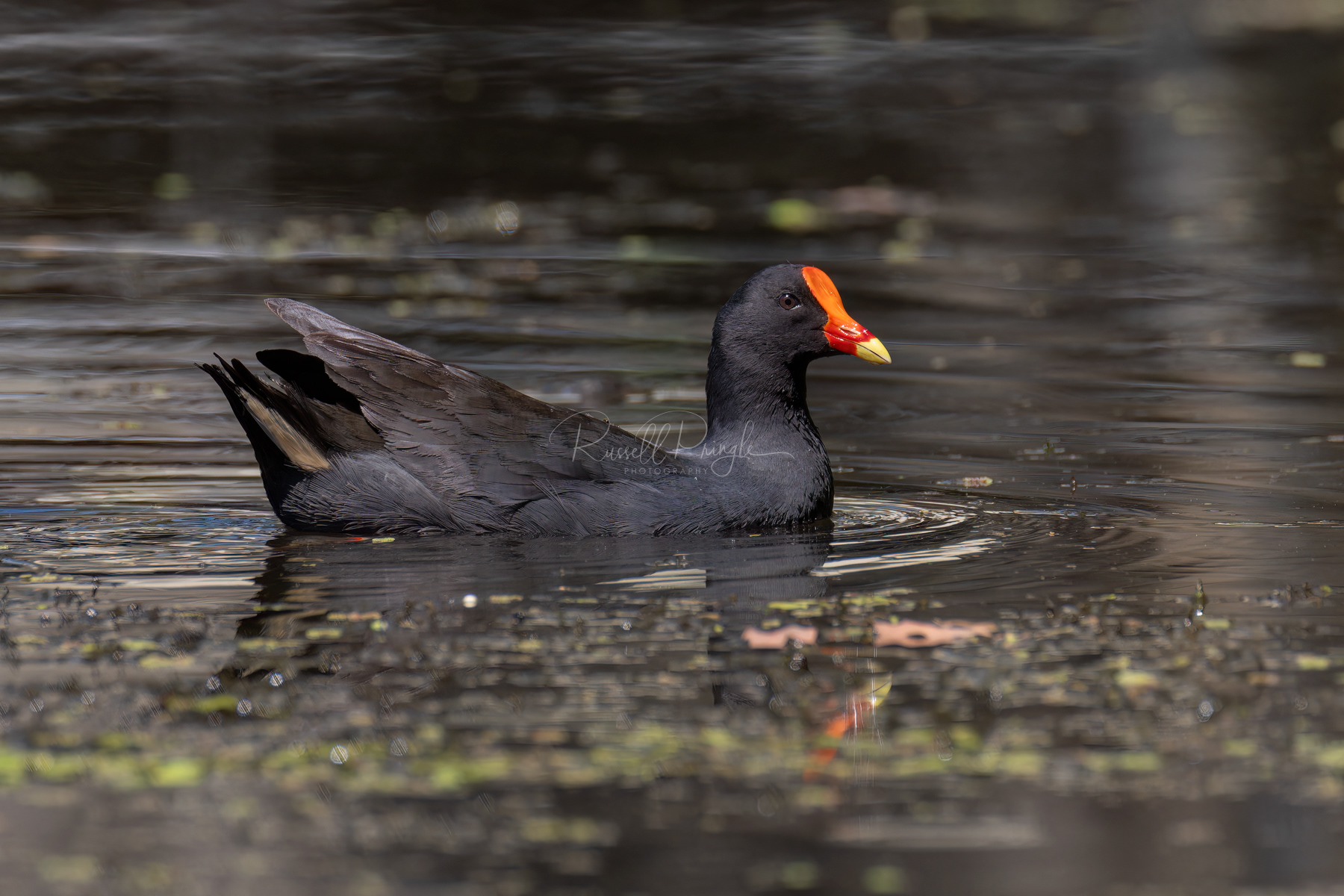 Dusky Moorhen