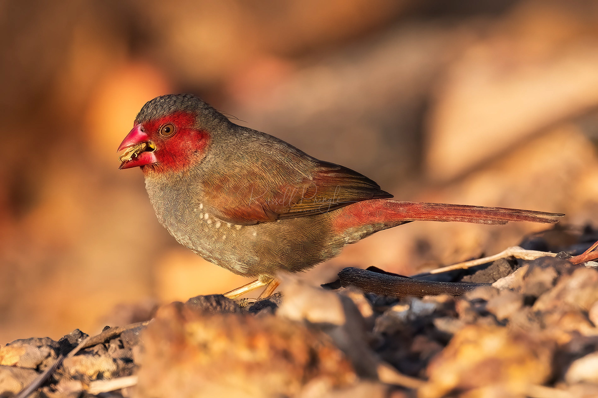 Black-bellied Crimson Finch (female)
