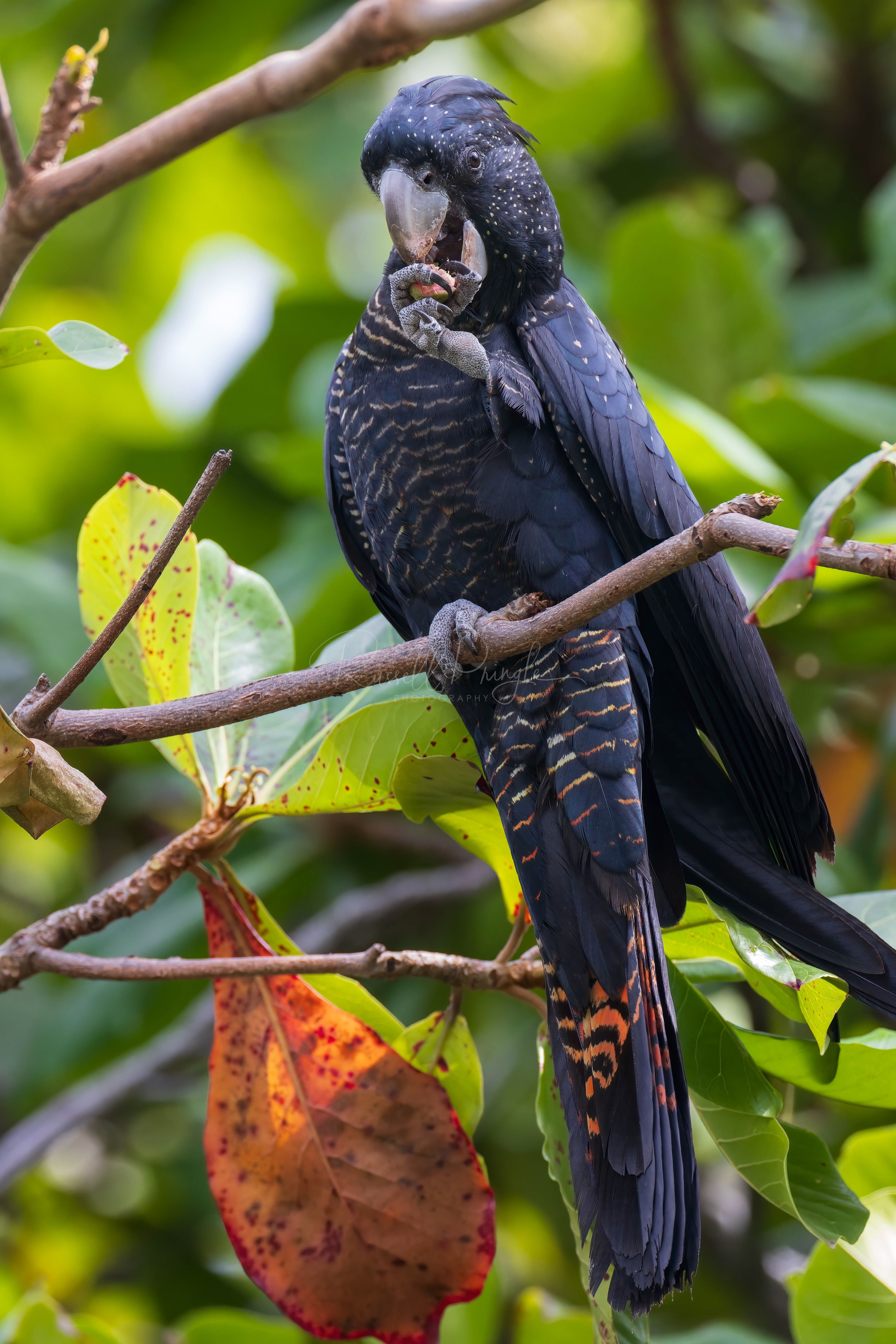 Red-tailed Black Cockatoo (female)