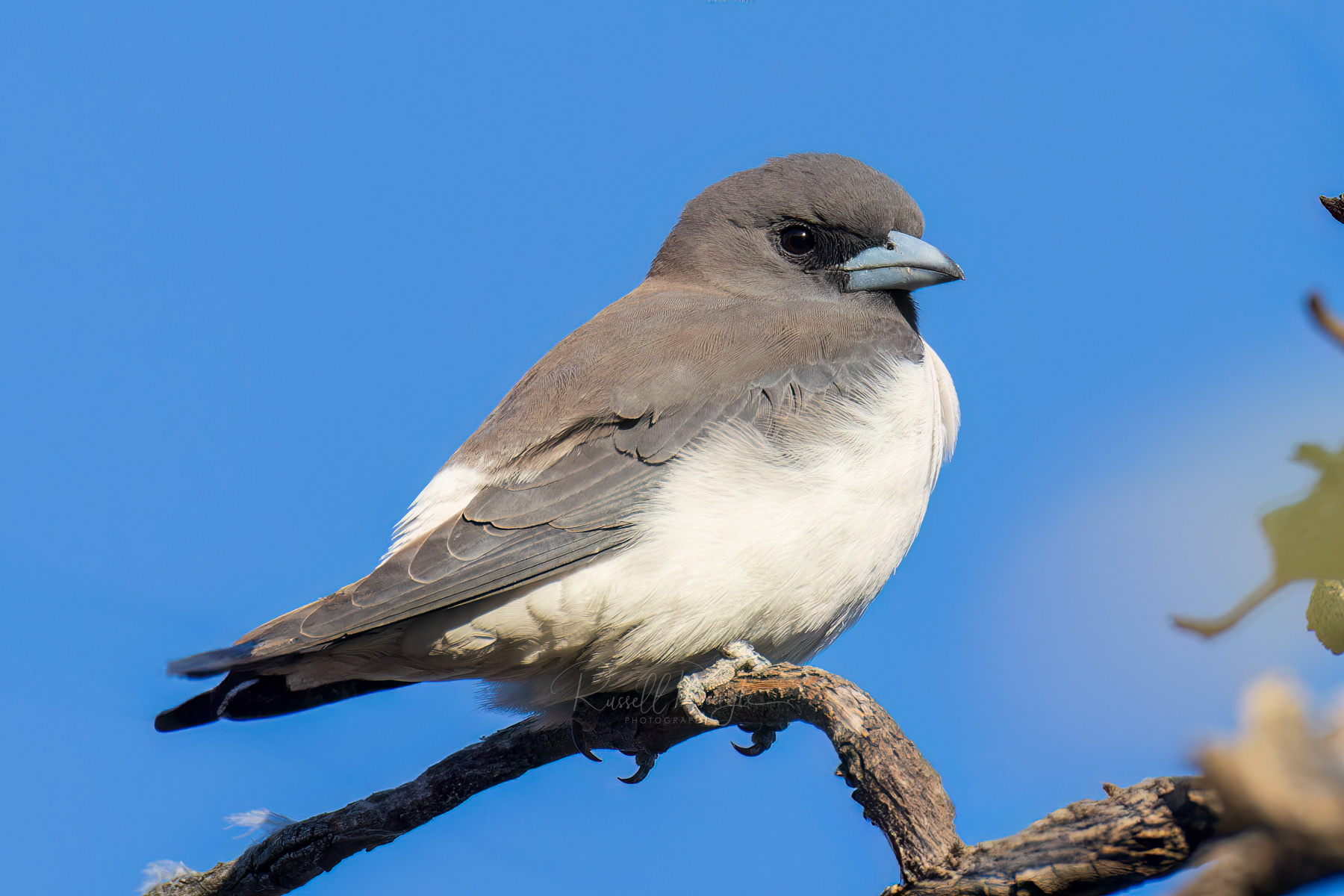 White-breasted Woodswallow