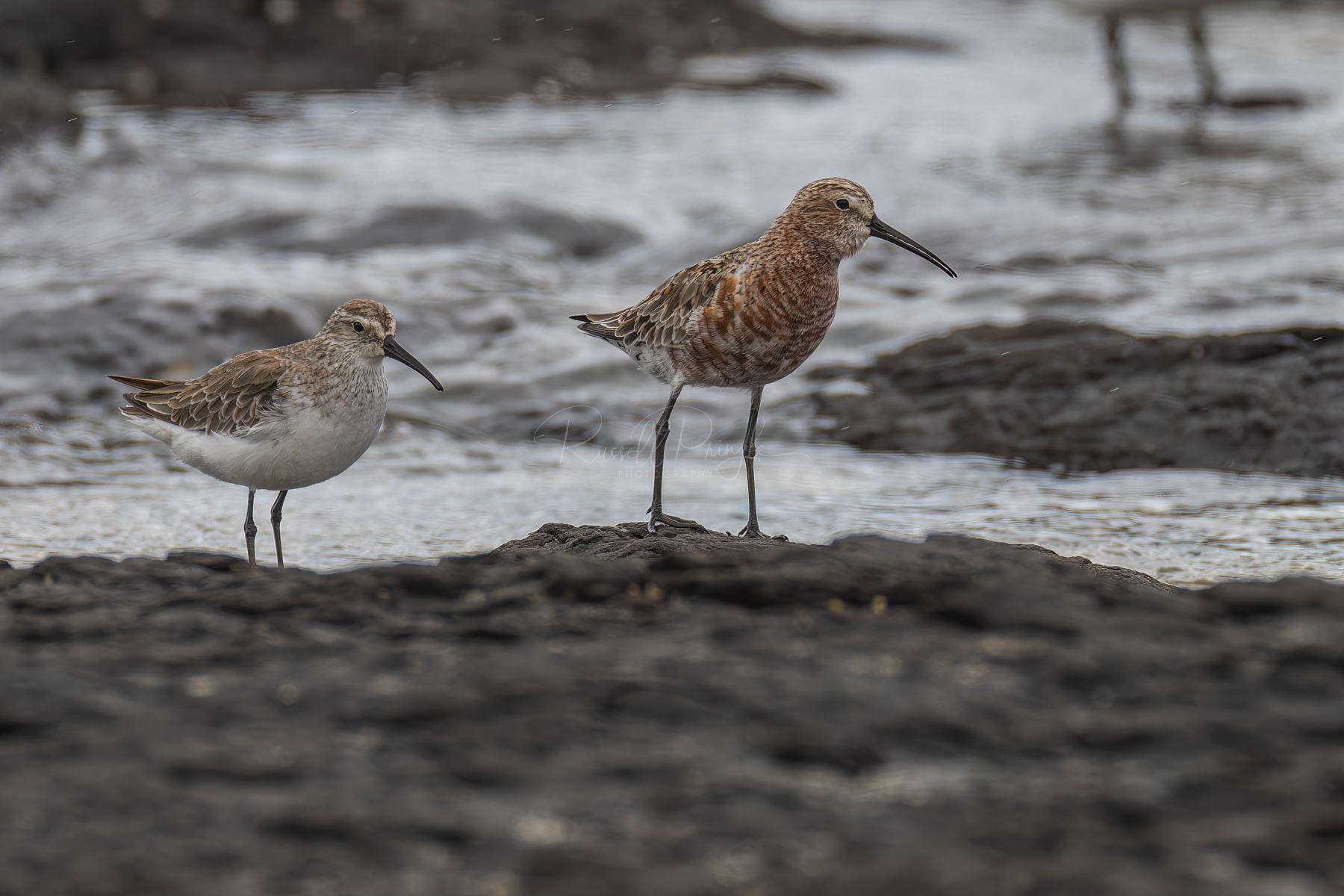 Curlew Sandpipers
