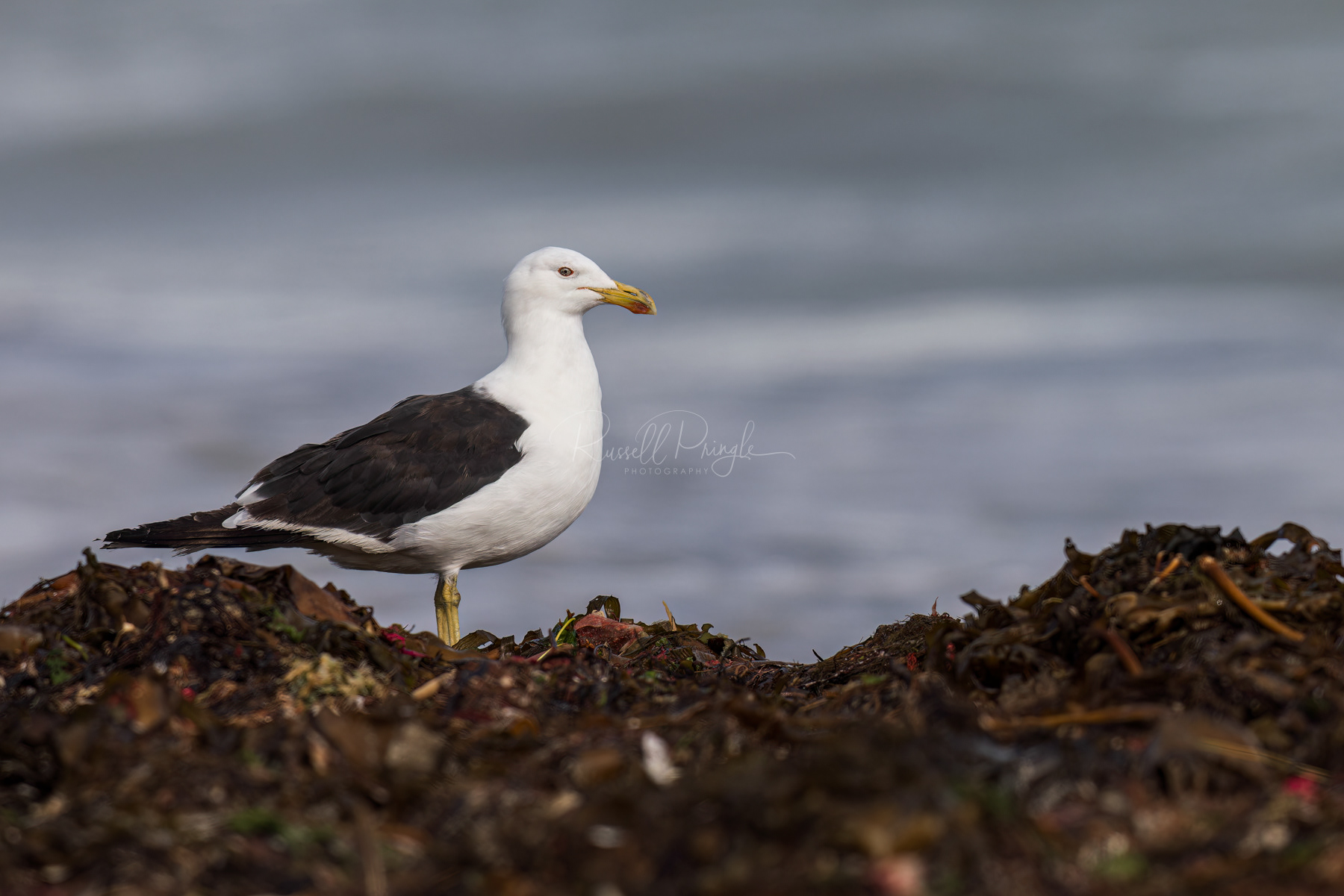 Kelp Gull