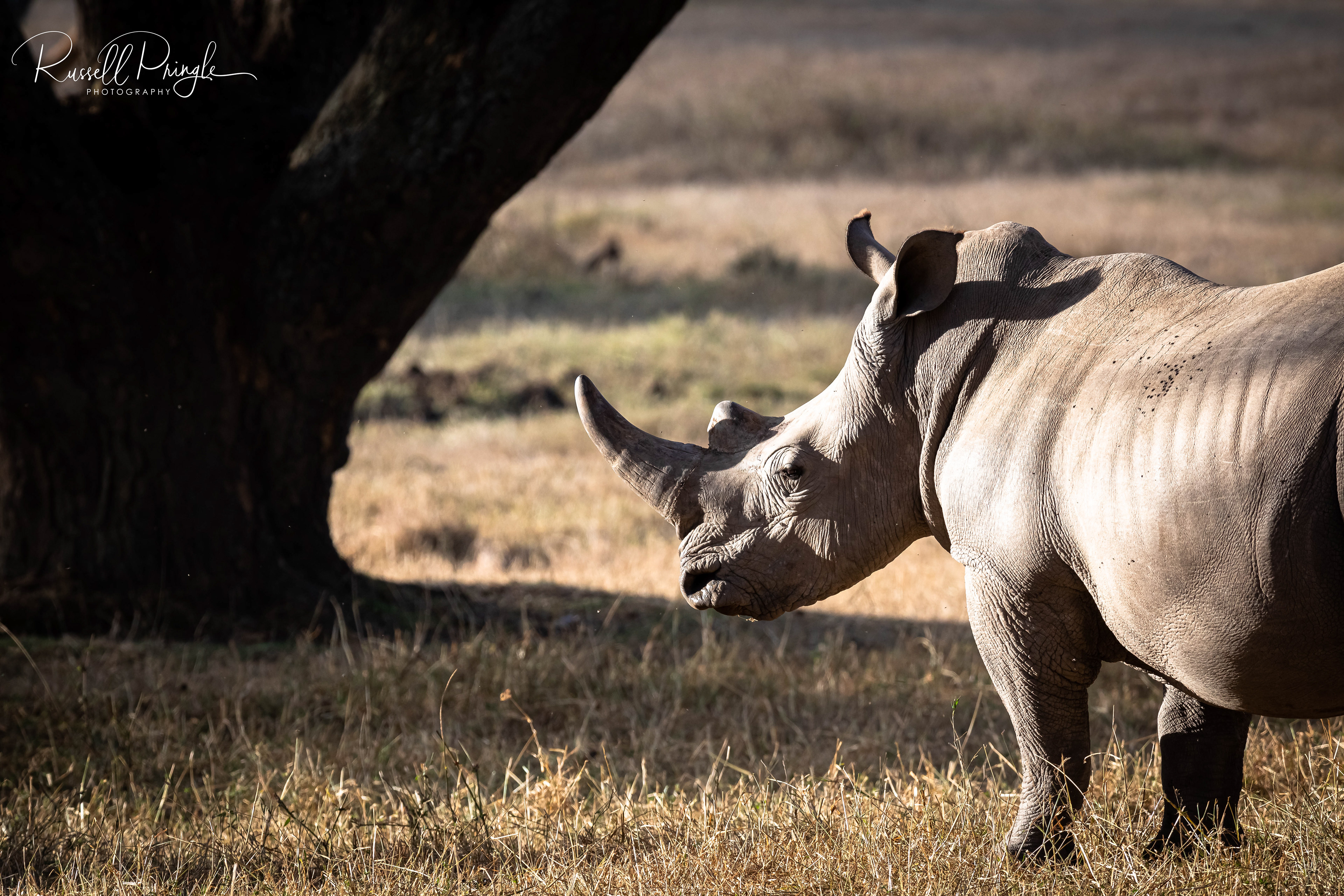 White Rhino-Solio