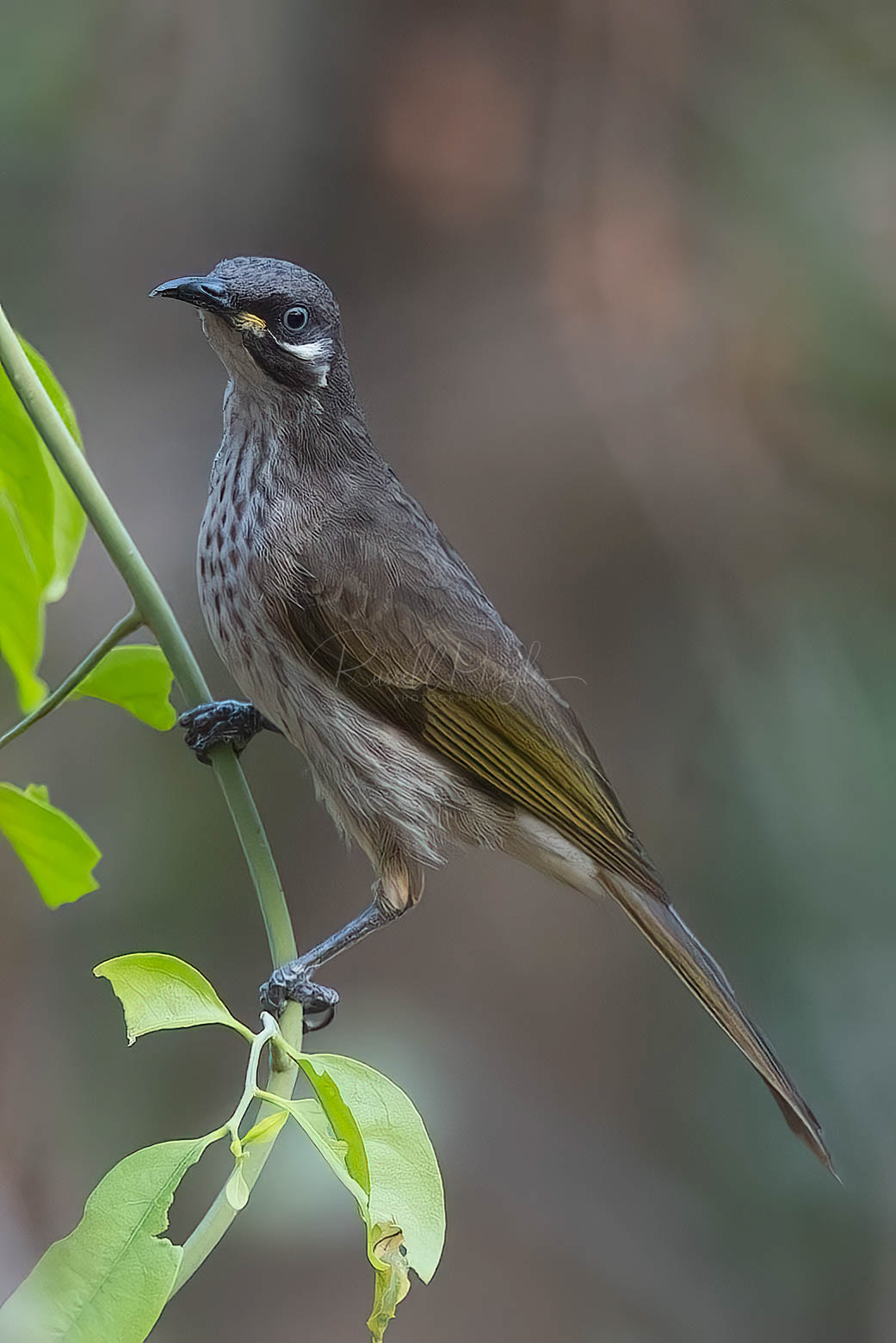 White-lined Honeyeater