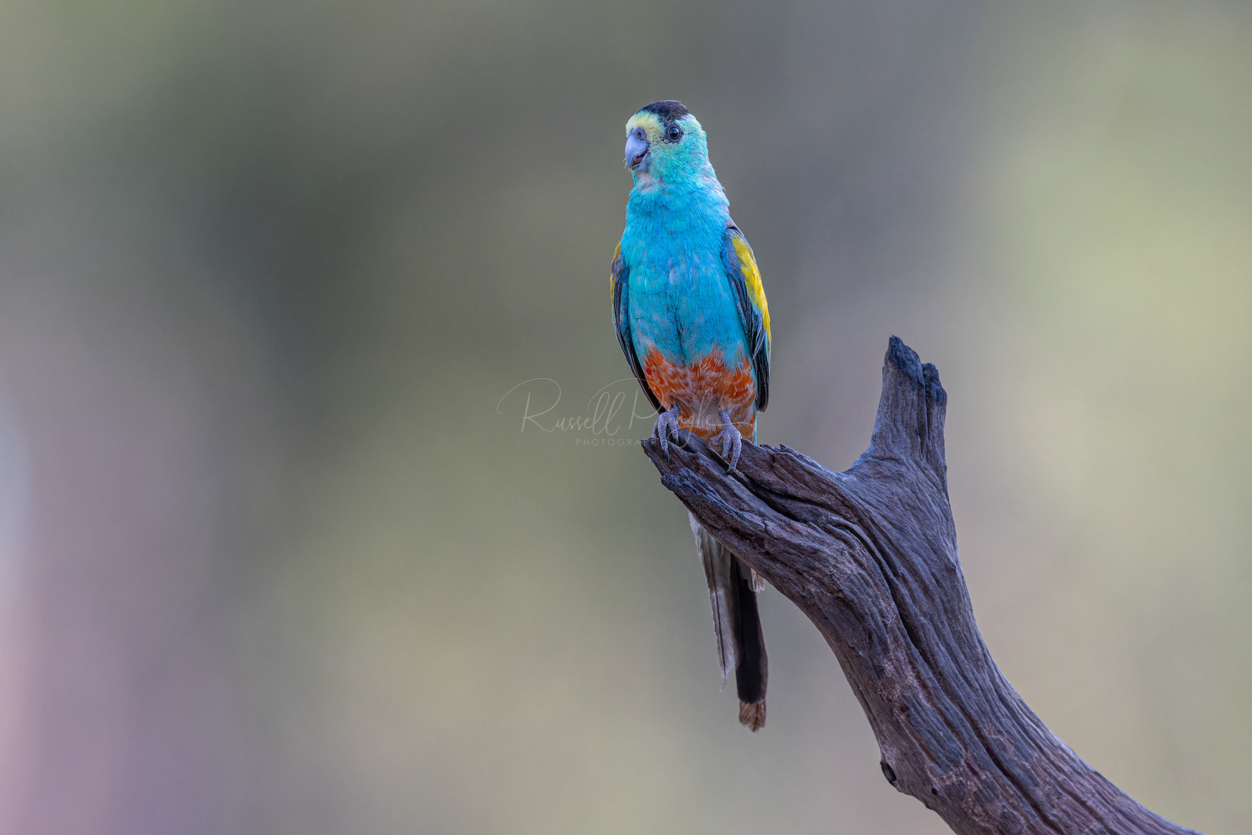 Golden-shouldered Parrot