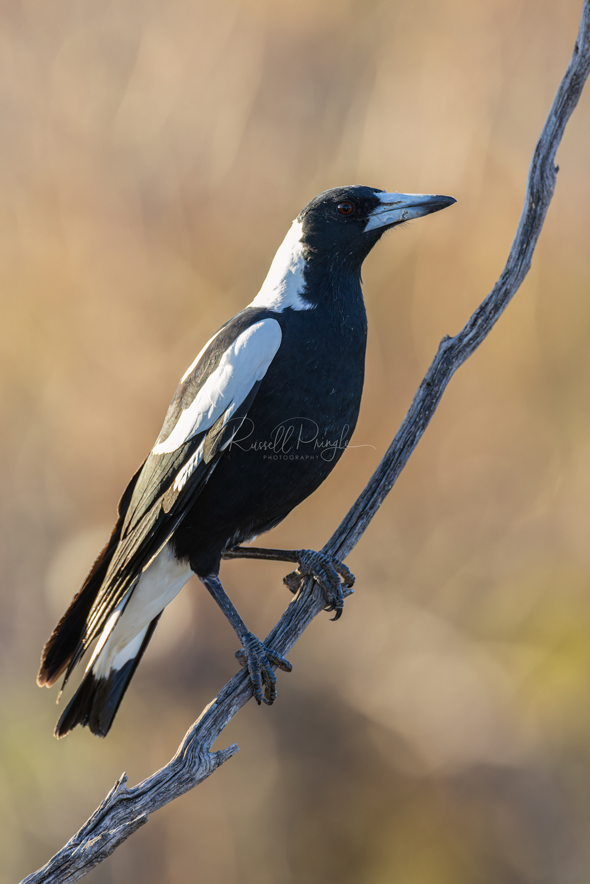 Australian Magpie Black-backed