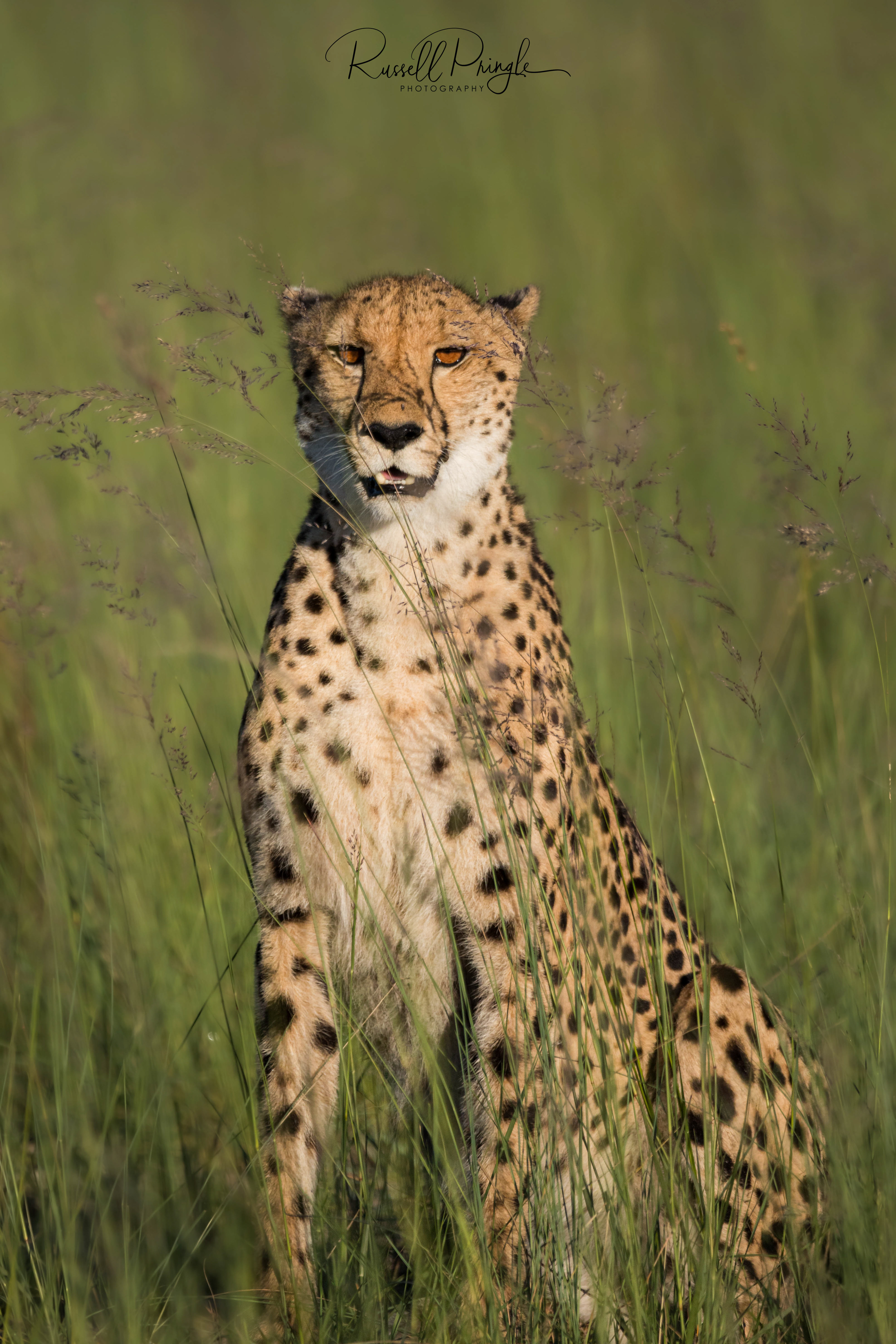 Cheetah-Duba