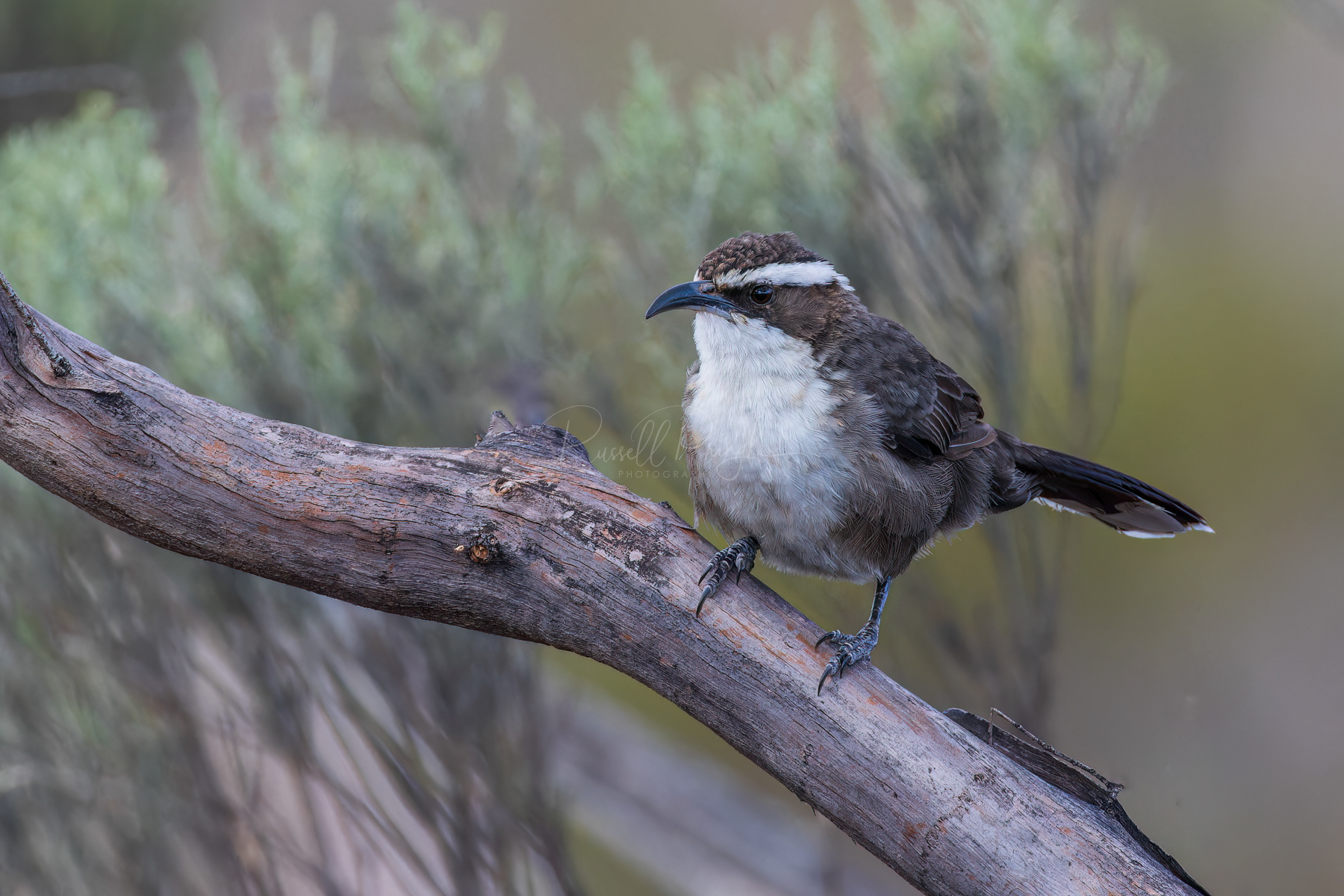 White-browed Babbler
