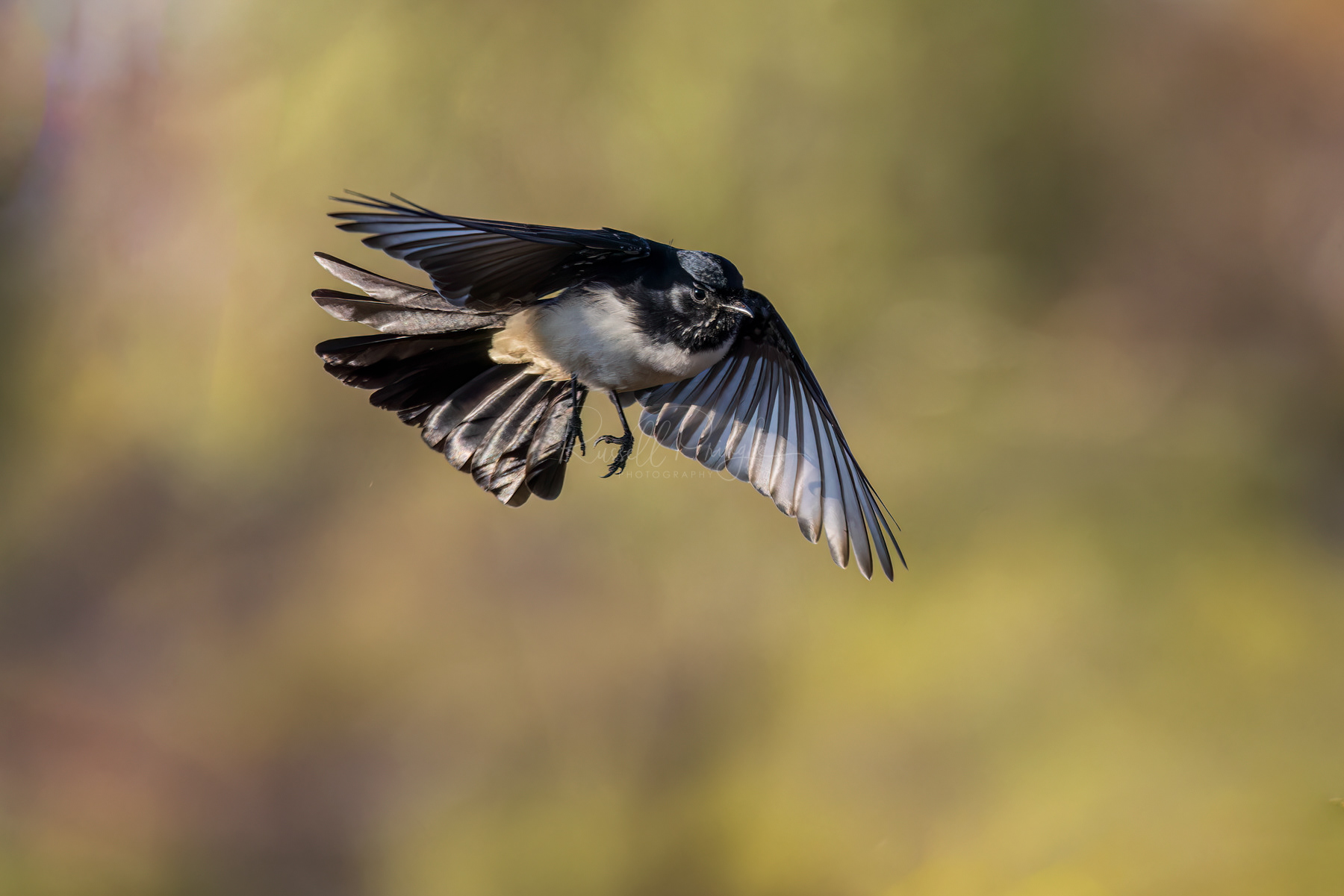 Willy Wagtail