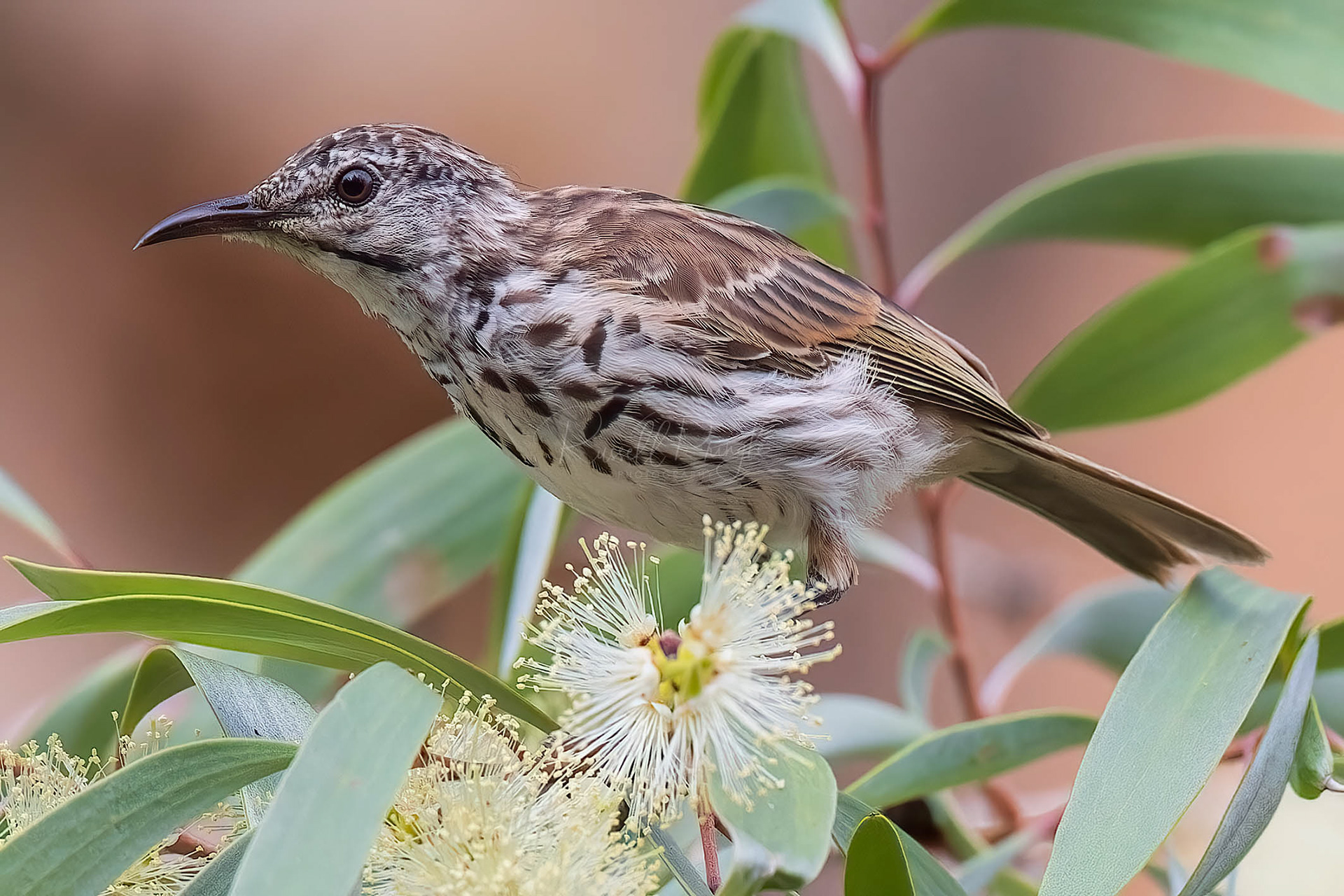 Bar-breasted Honeyeater