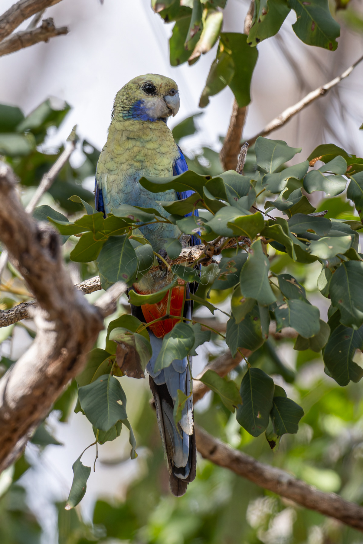 Blue-cheeked Rosella