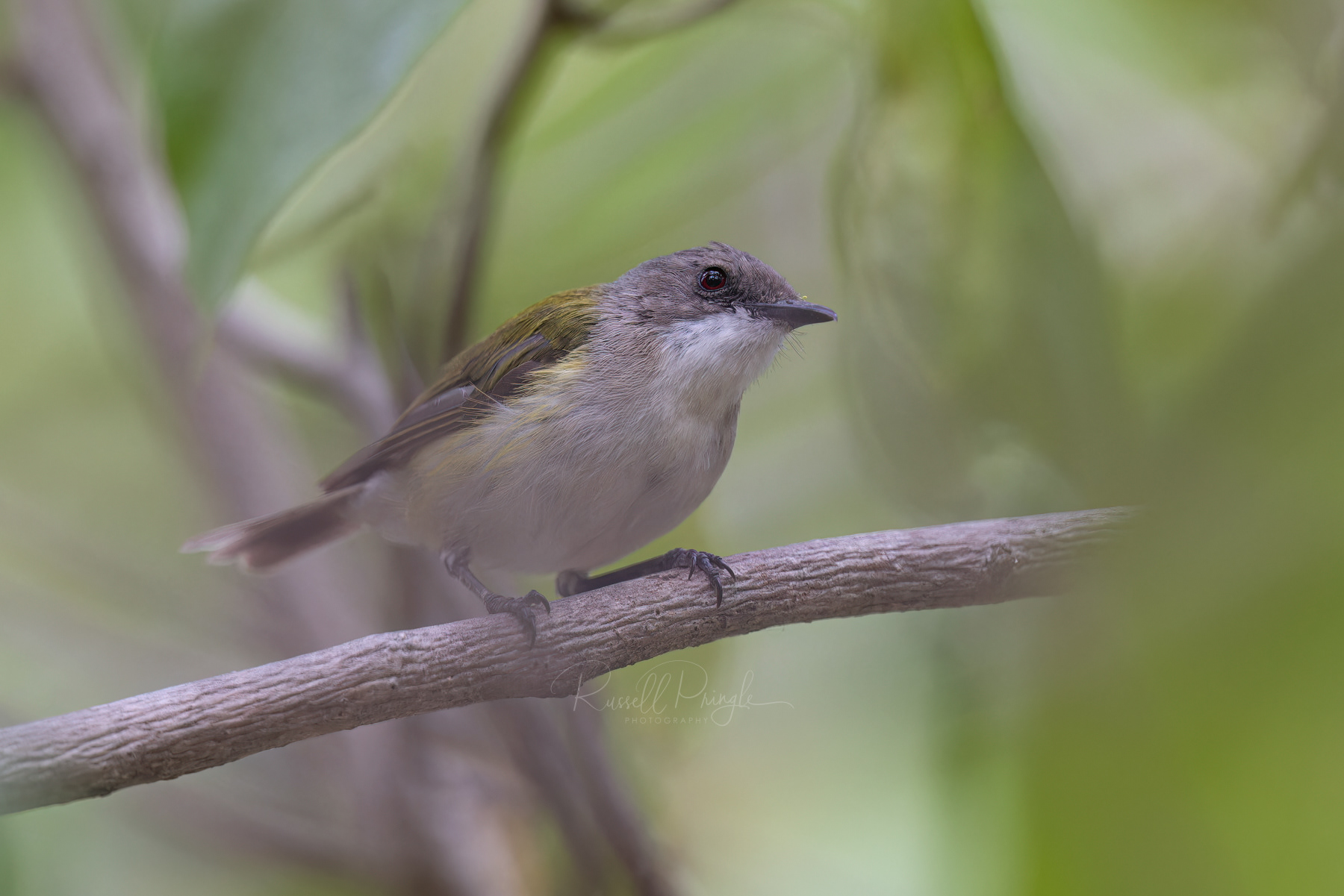 Green-backed Gerygone