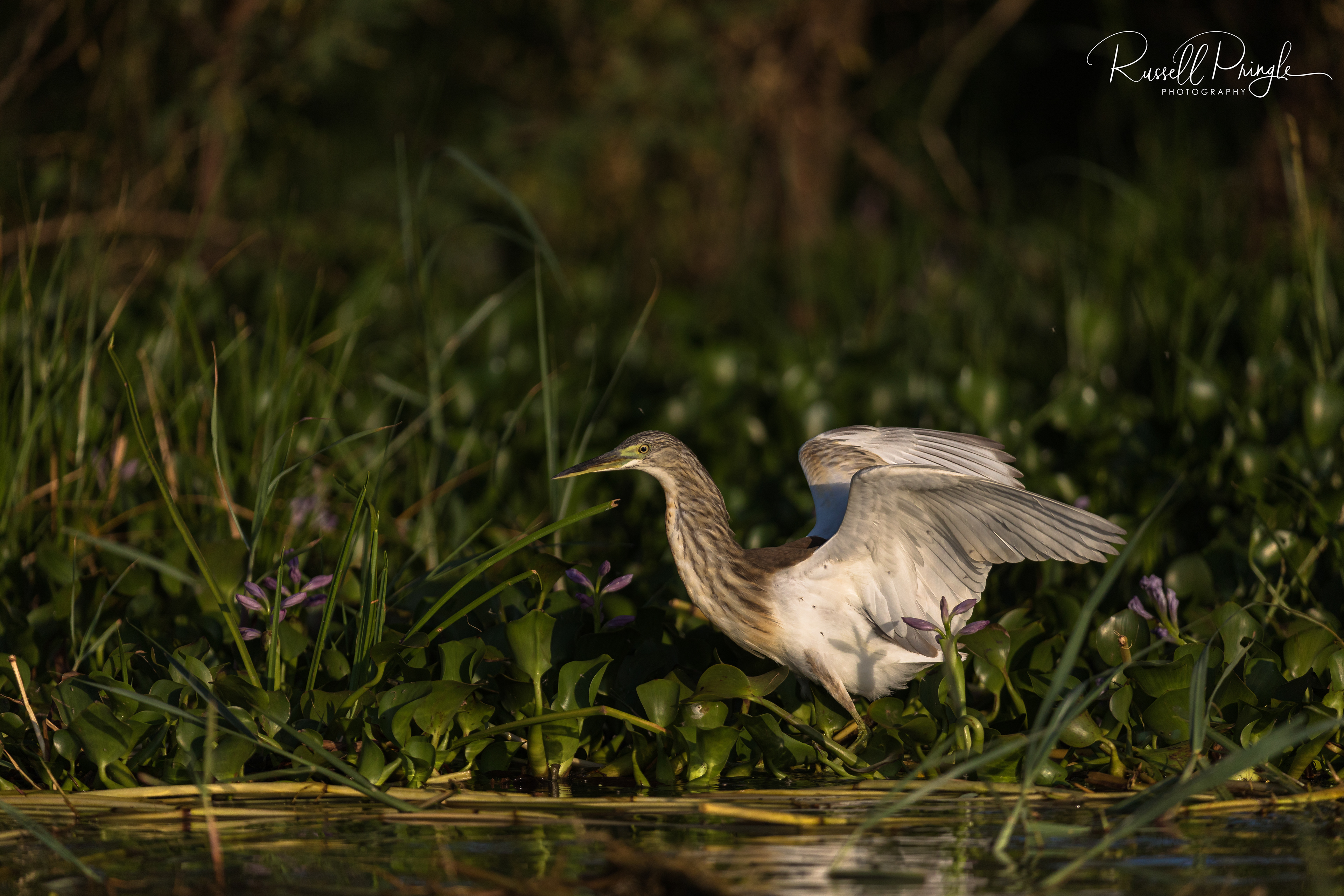 Squacco Heron
