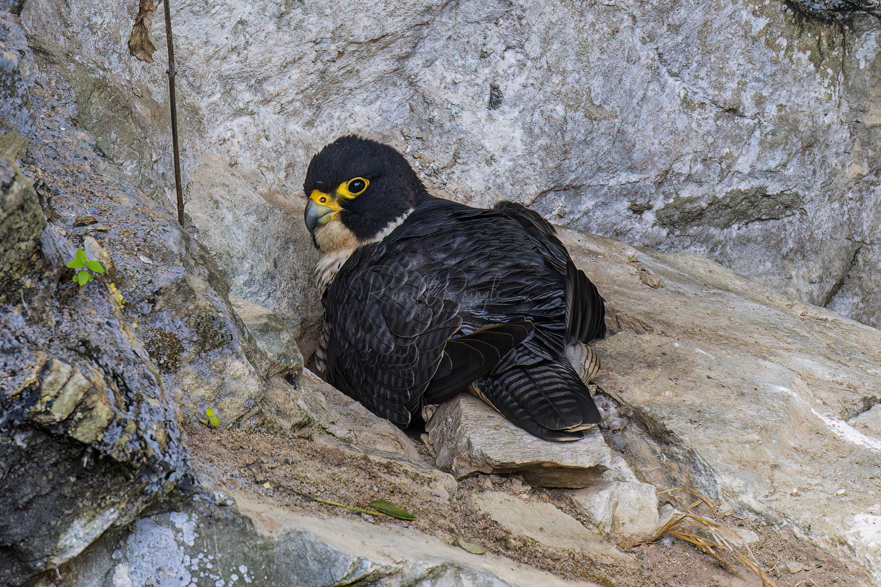 Peregrine Falcon (female)