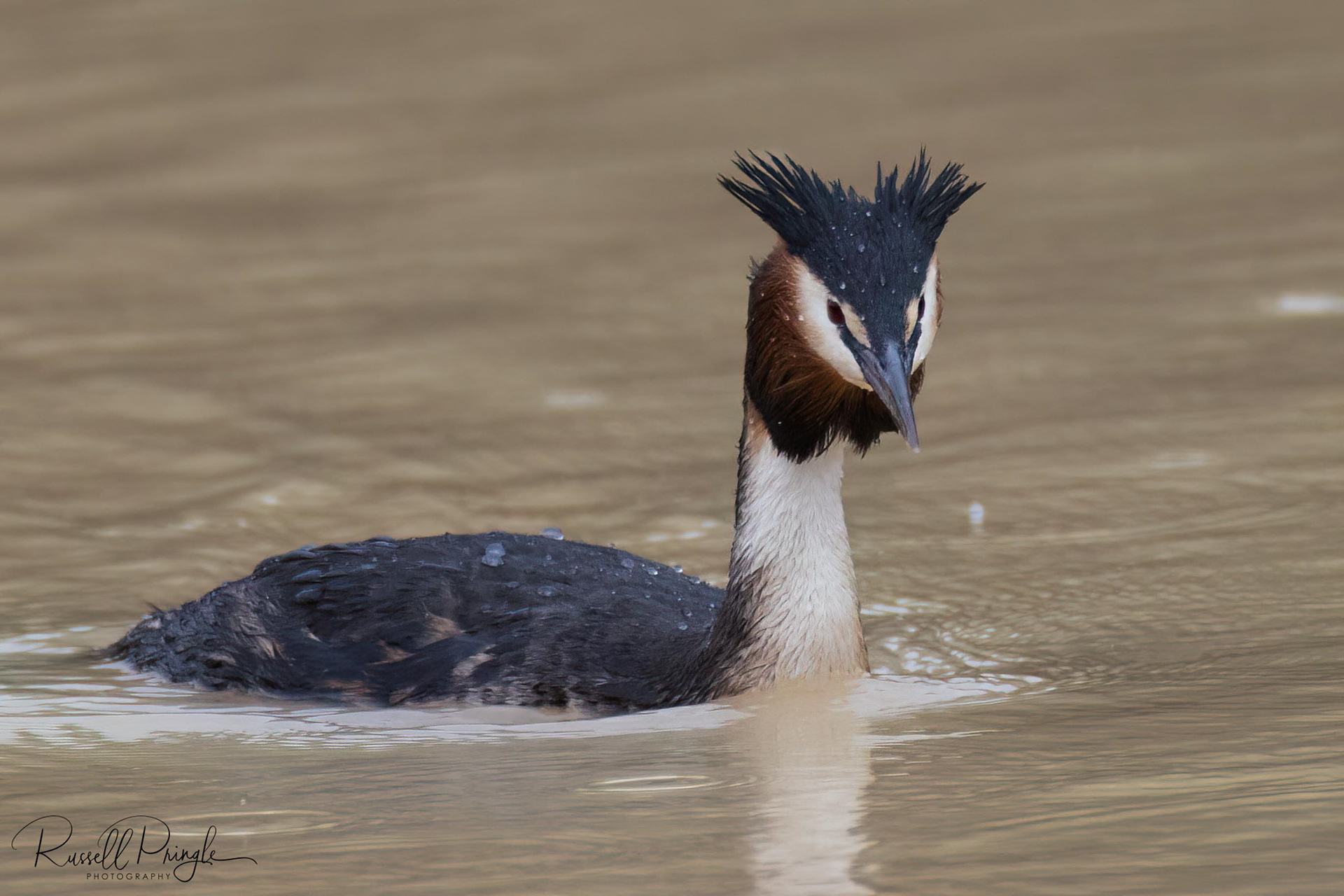 Great Crested Grebe