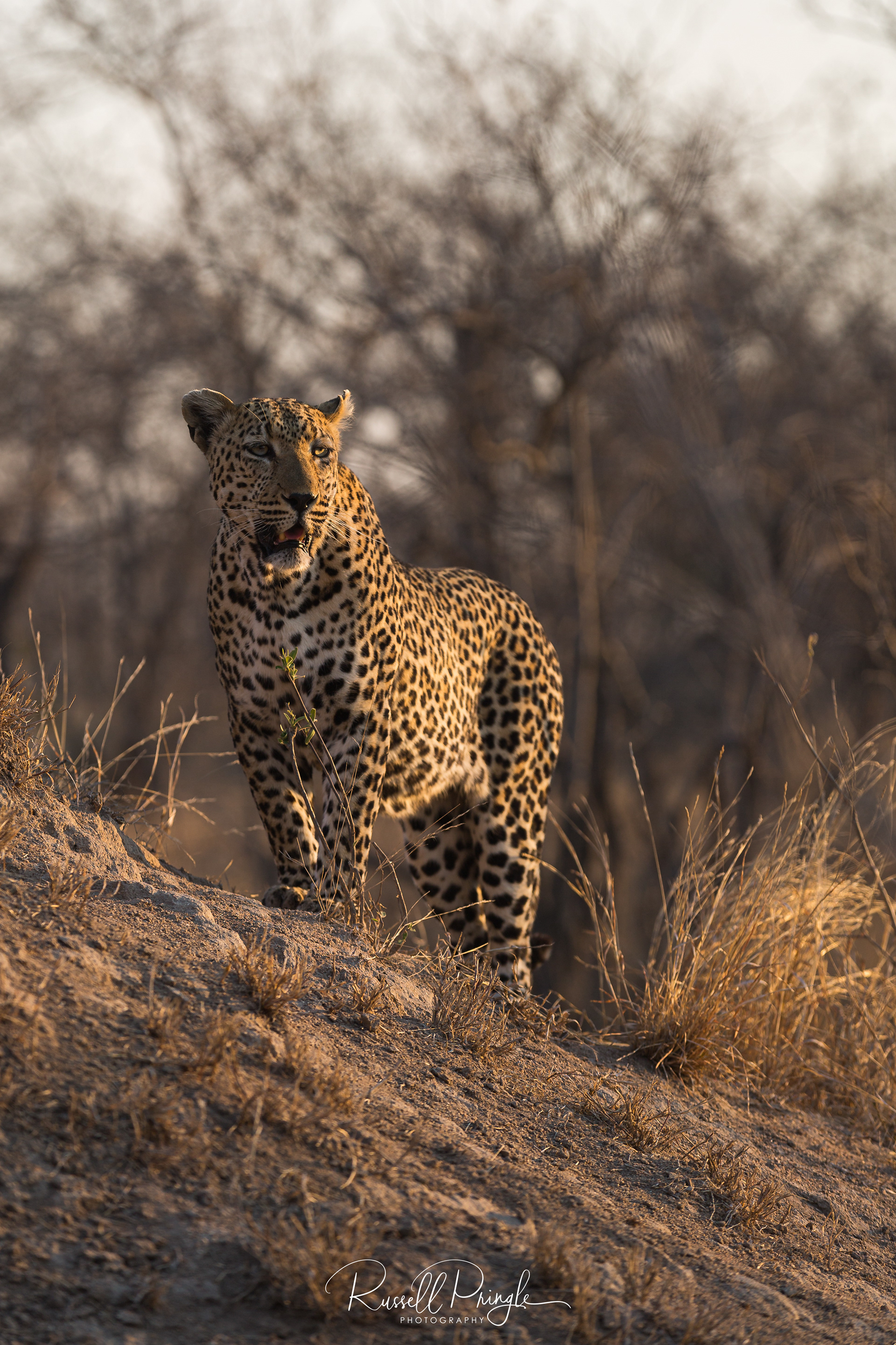 Leopard-Sabi Sands