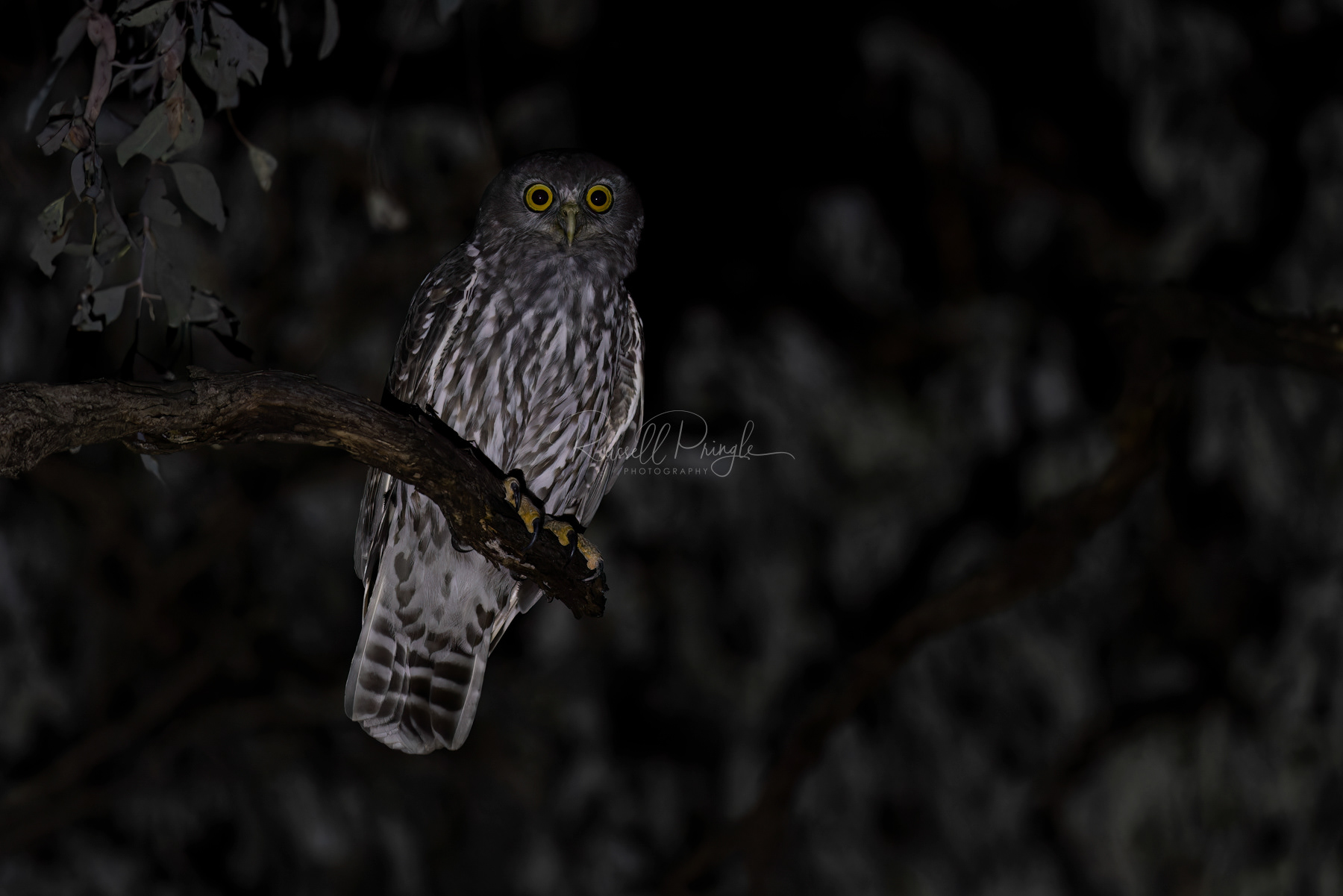 Barking Owl