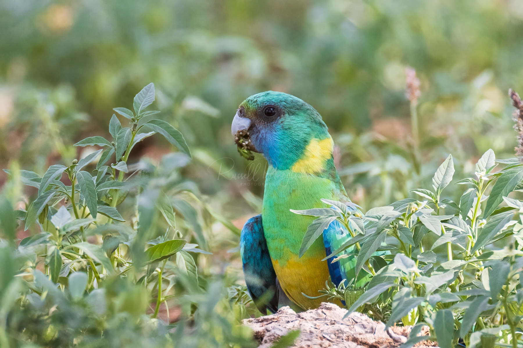Cloncurry Parrot (male)