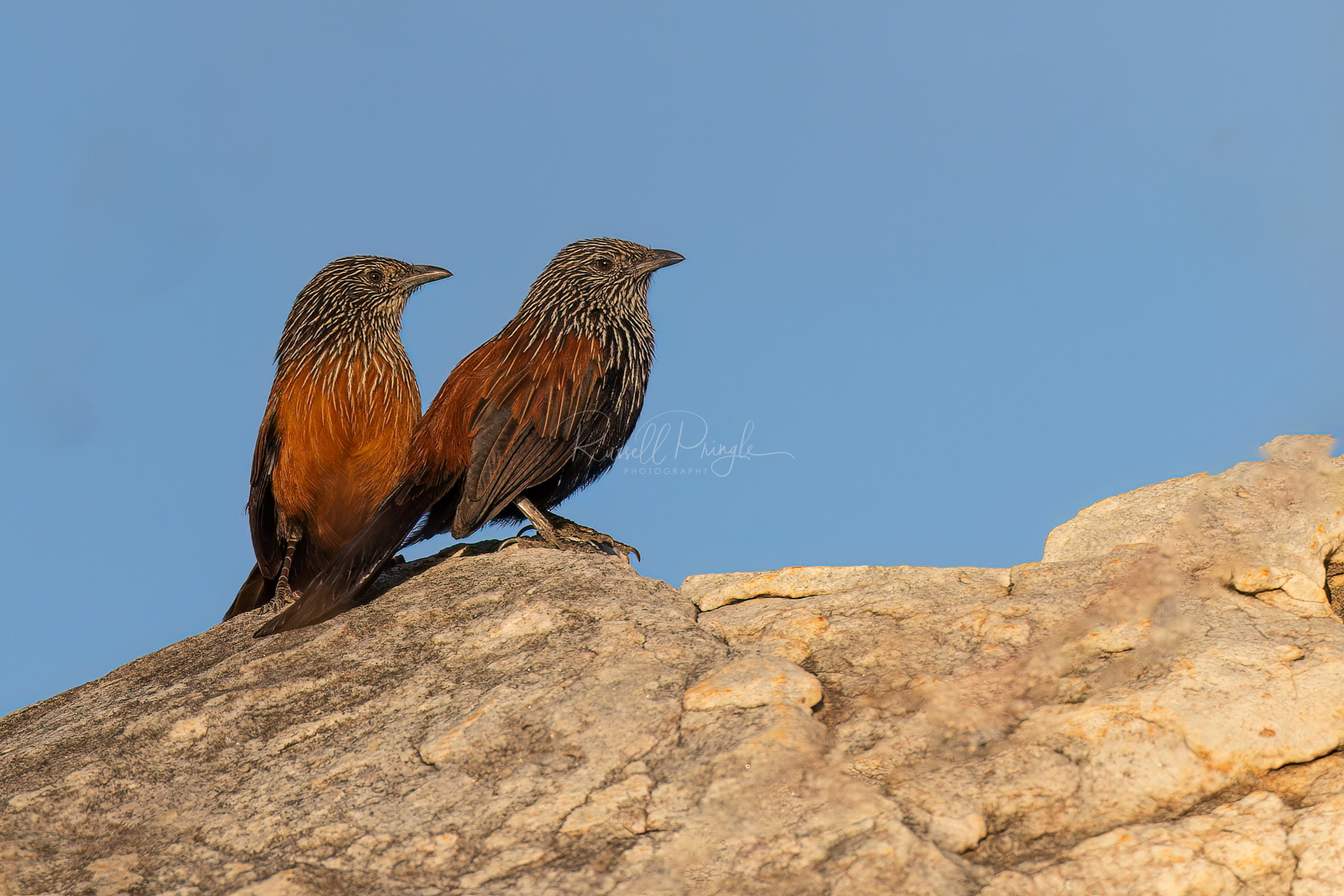 Black Grasswren (pair)