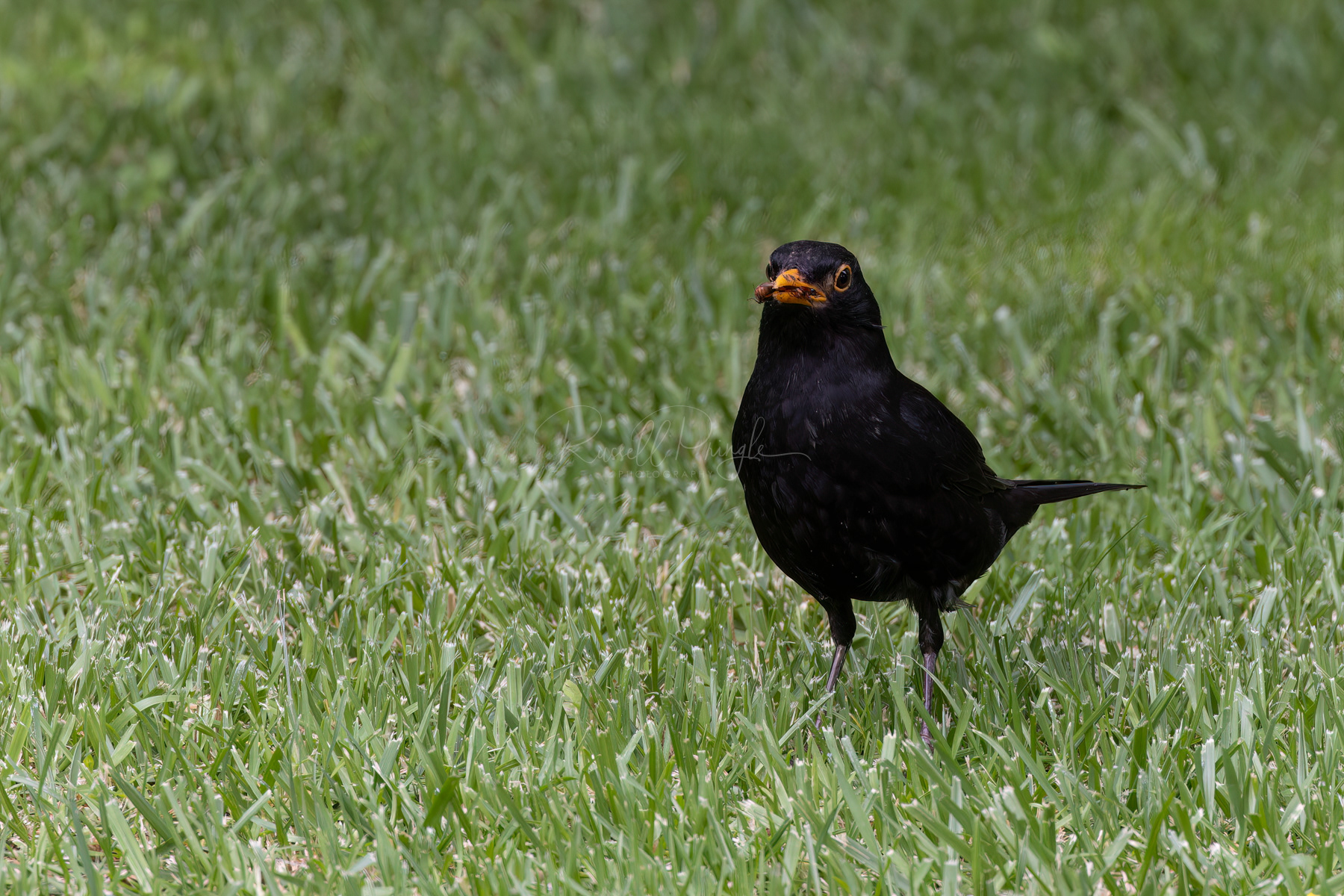 Common Blackbird (feral)