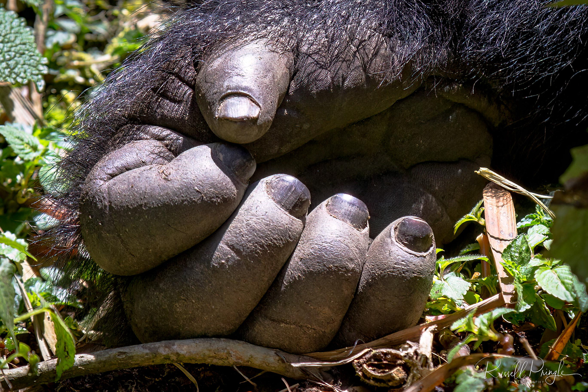 Mountain Gorilla