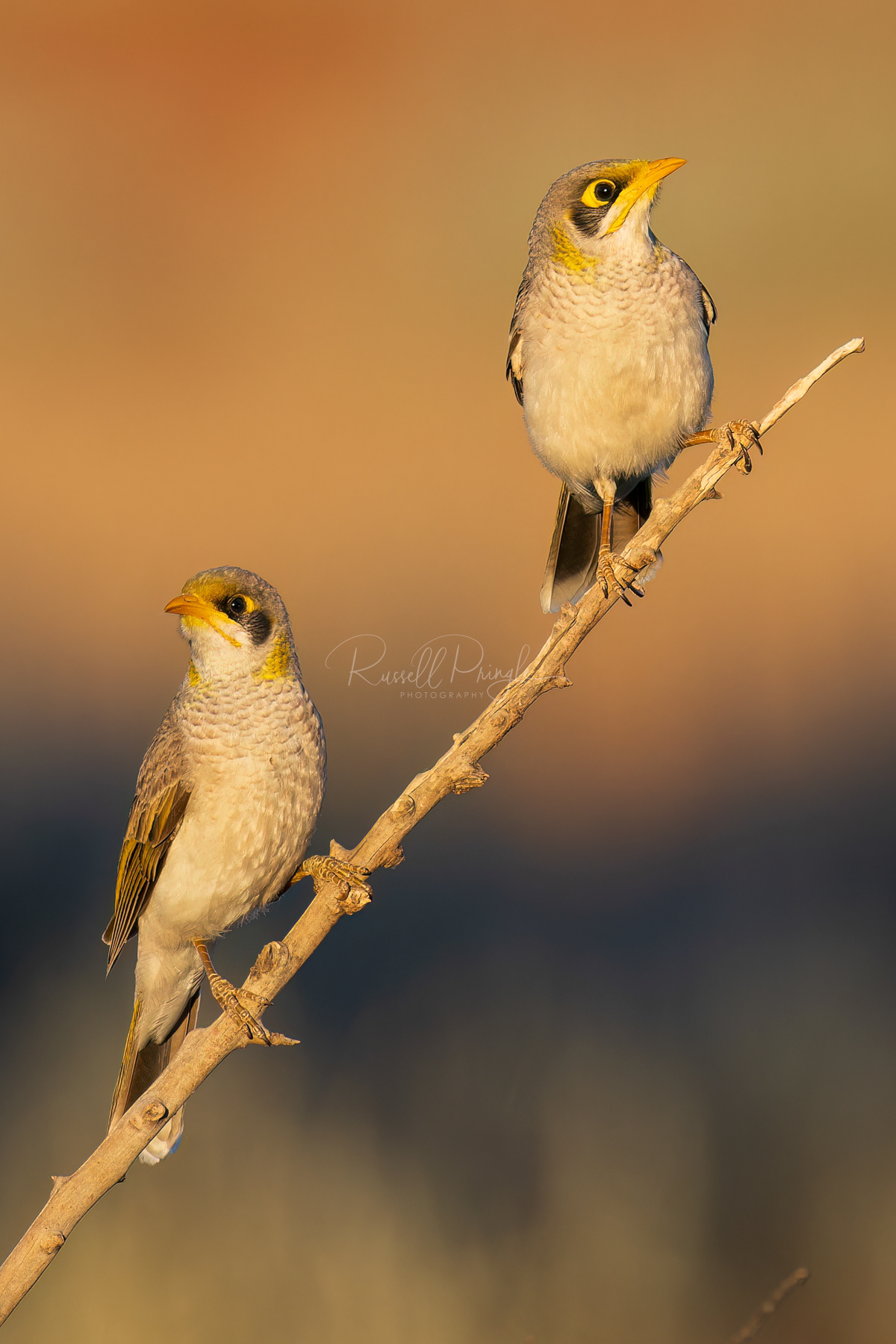Yellow-throated Miner