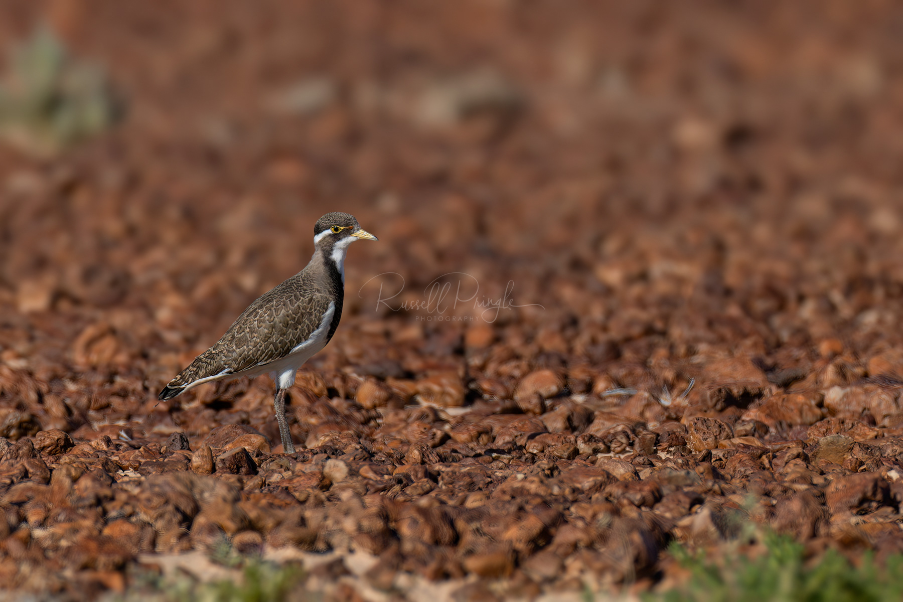 Banded lapwing (juvinile)