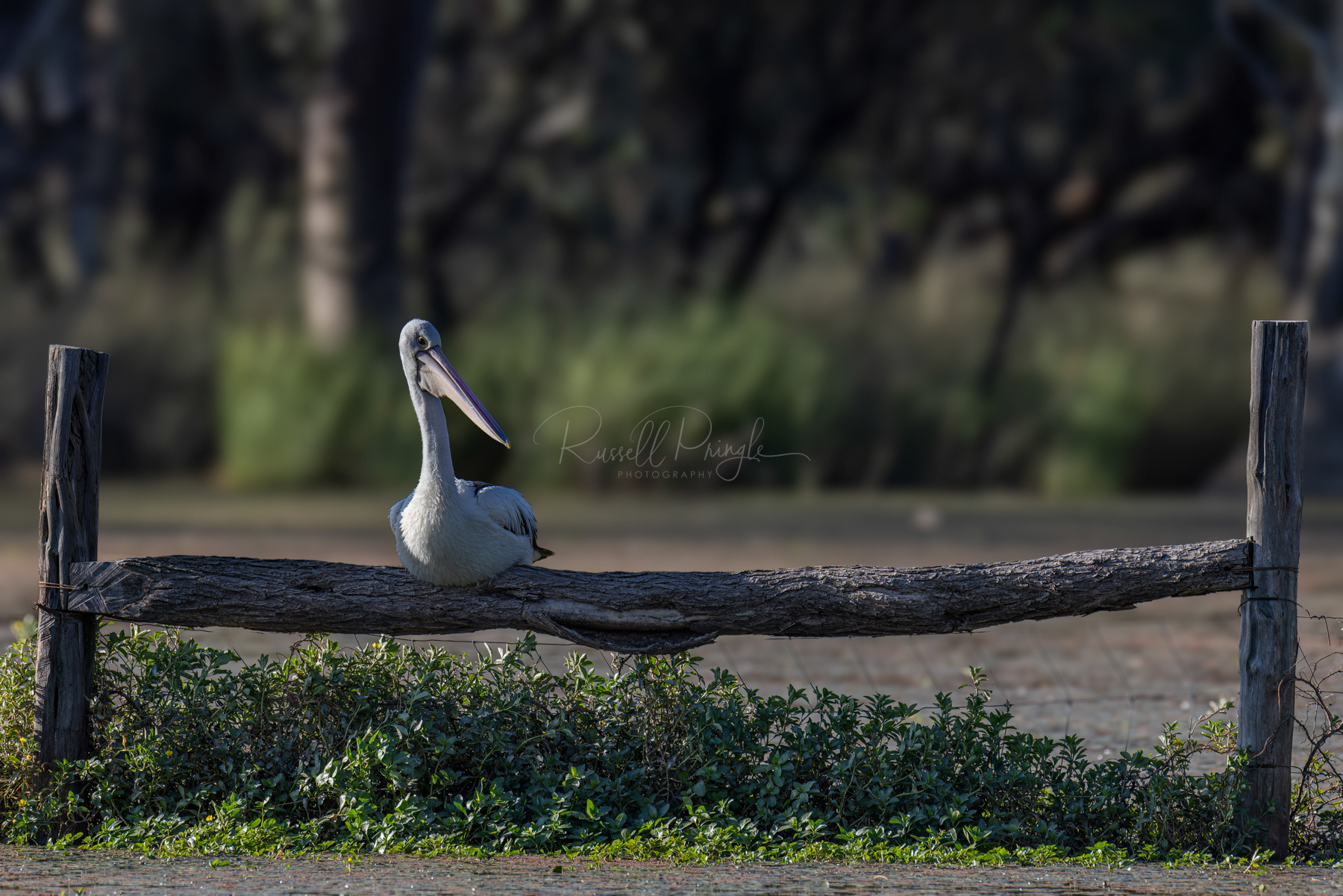 Australian Pelican
