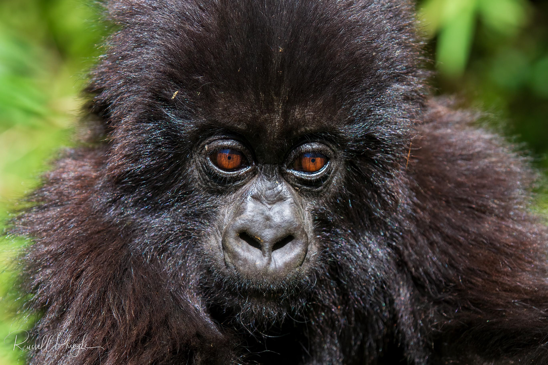 Mountain Gorilla-Sabinyo Group