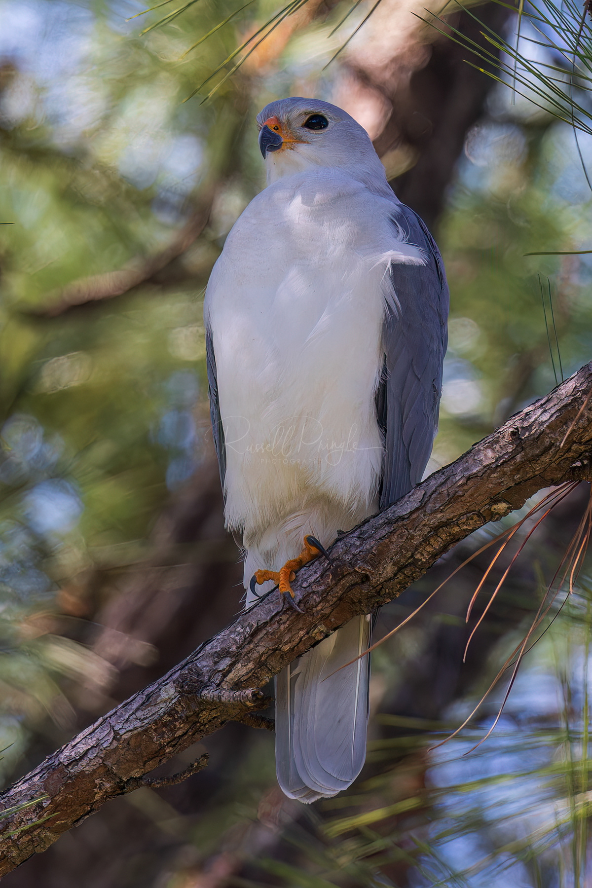 Grey Goshawk