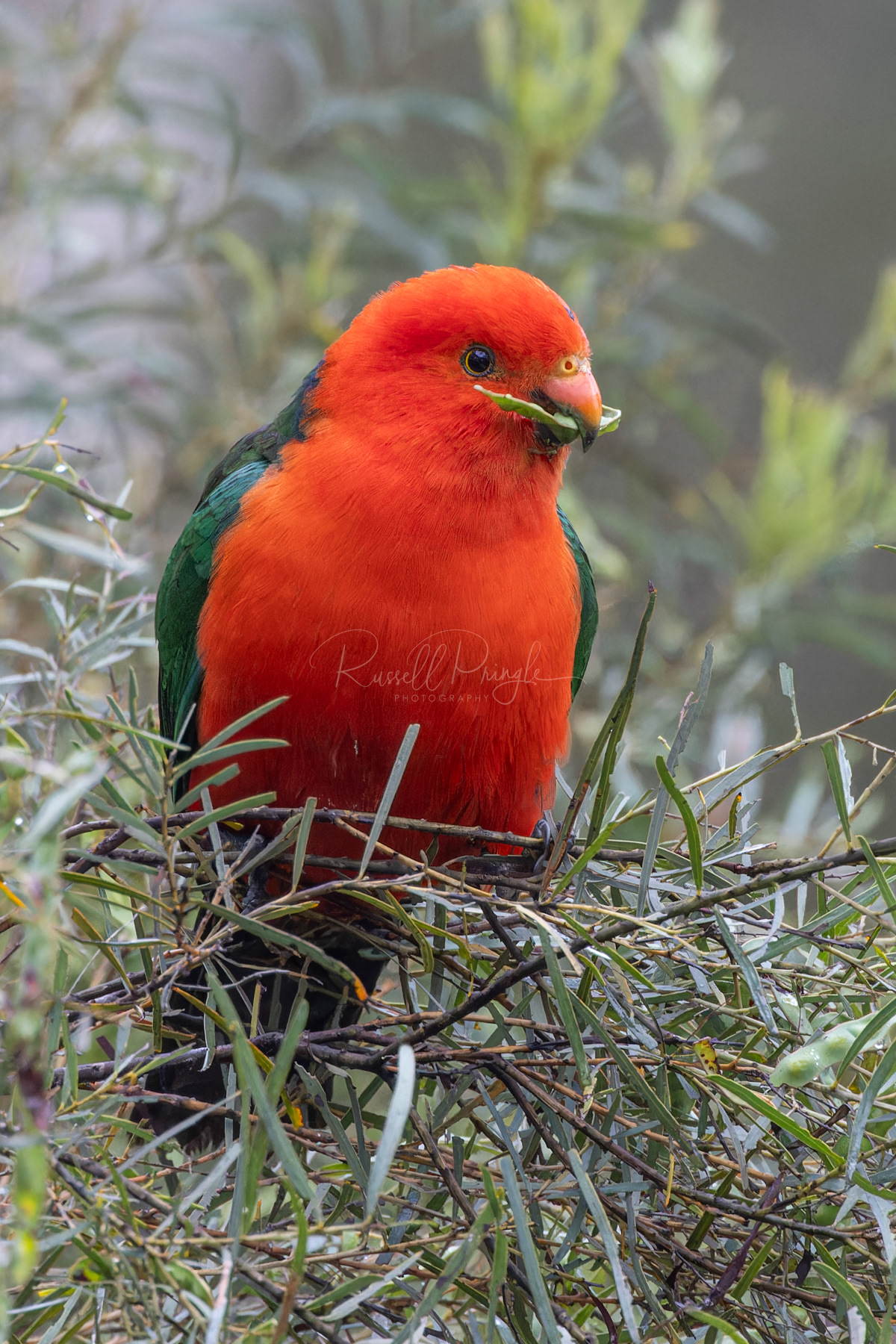 Australian King Parrot