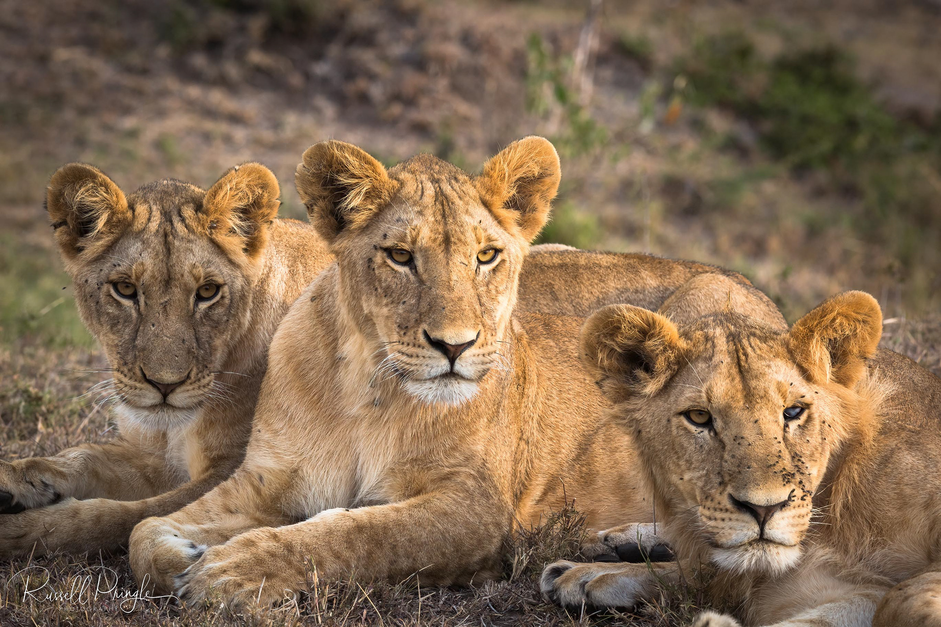 Lions-Masai Mara