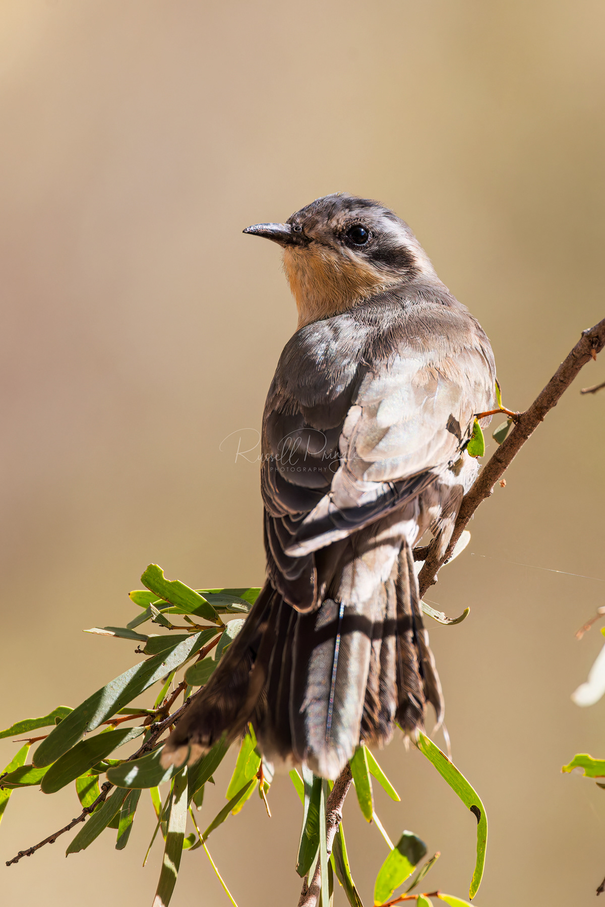 Black-eared Cuckoo