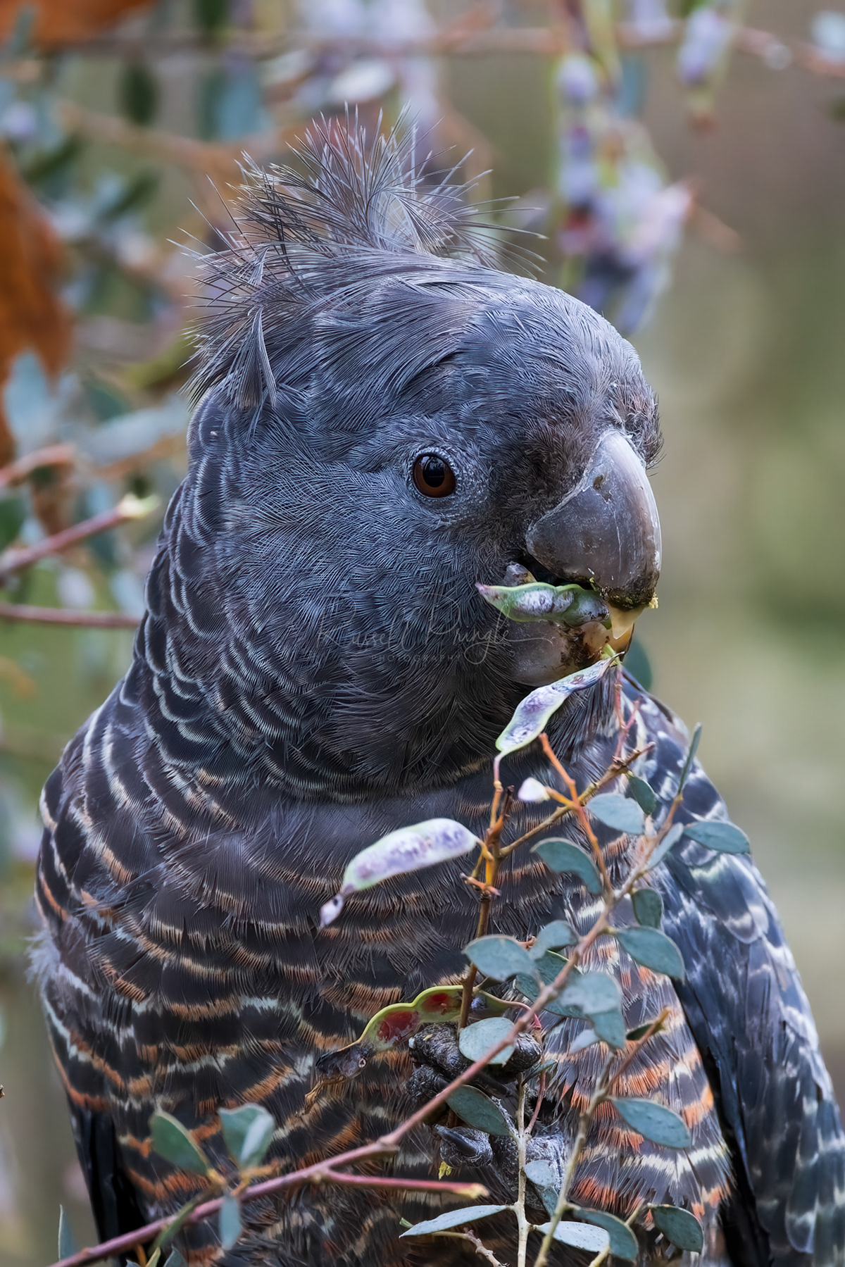 Gang Gang Cockatoo (female)