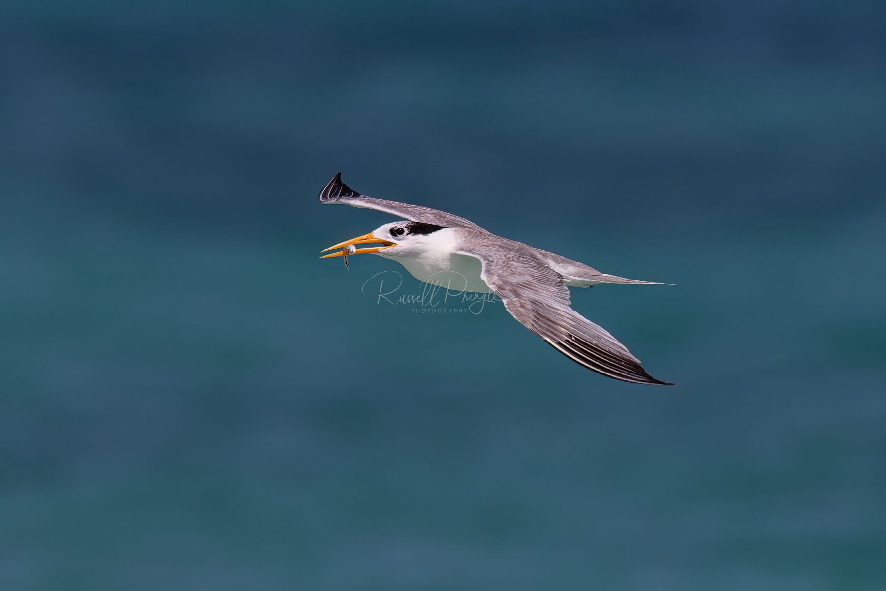 Lesser-creasted Tern (non breeding)
