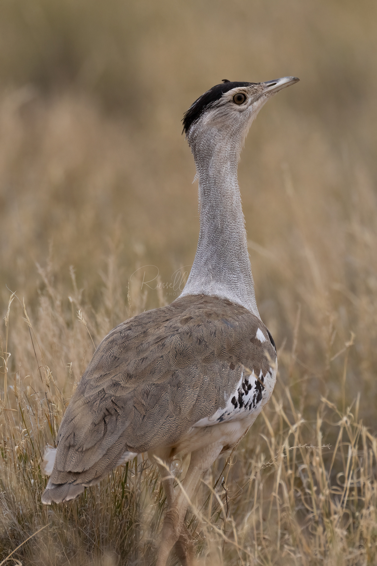 Australian Bustard