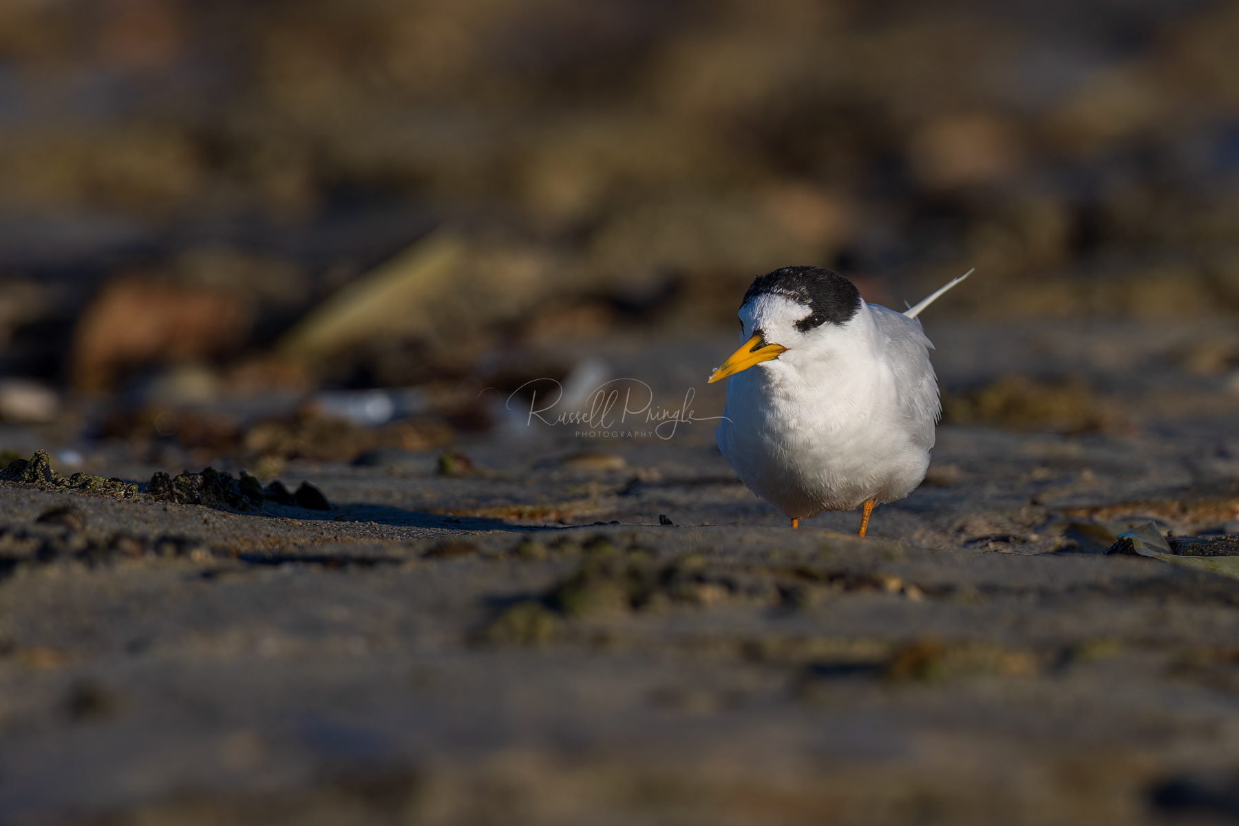 Fairy Tern (almost breeding)