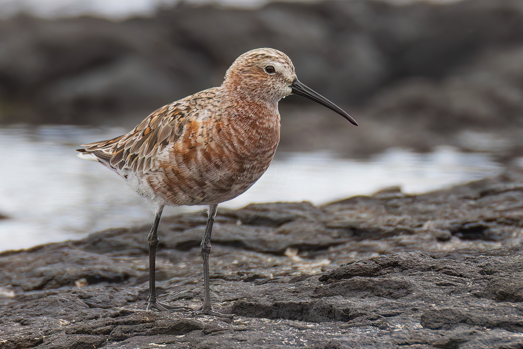 Curlew Sandpiper