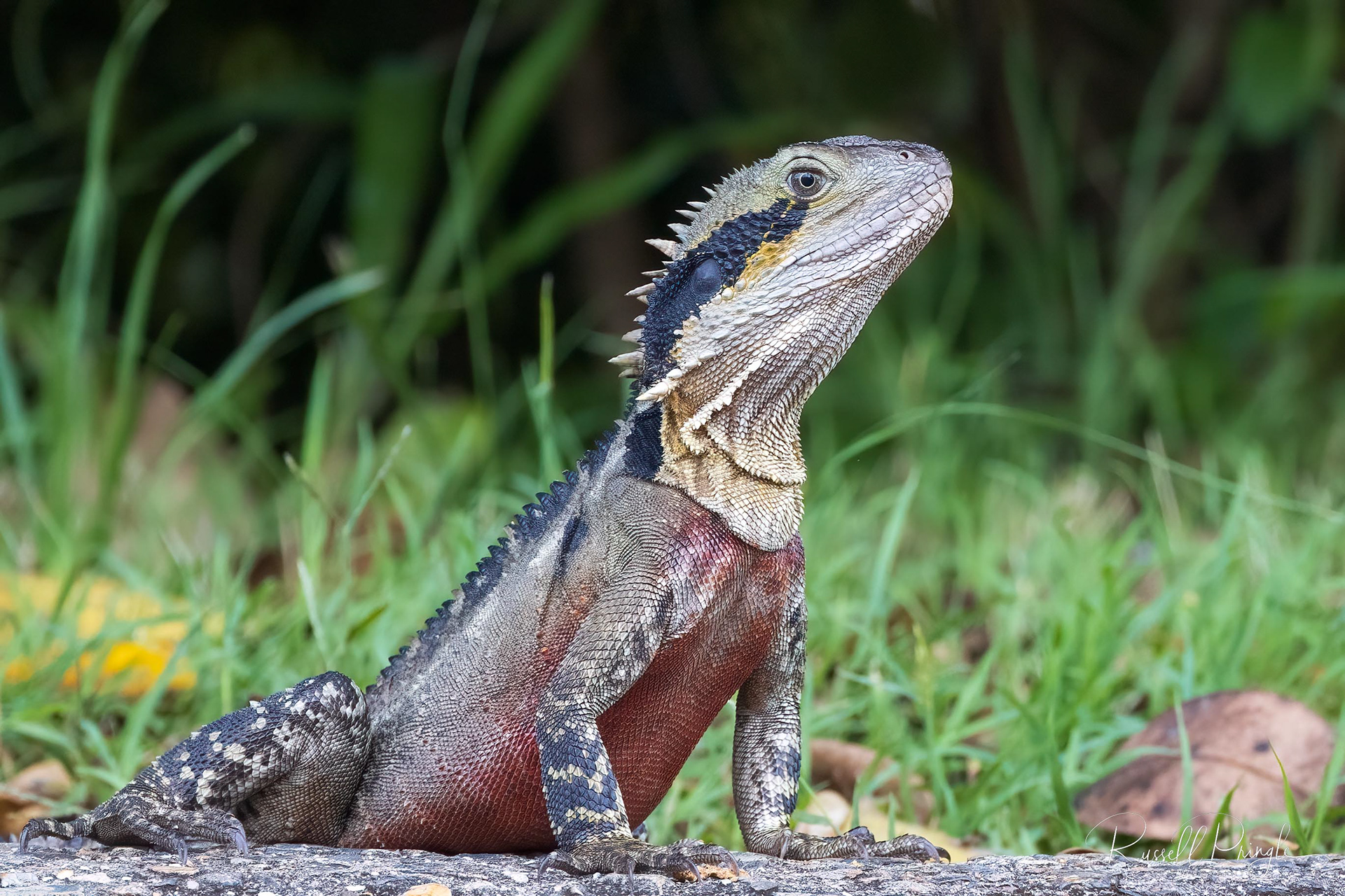 Eastern Water Dragon