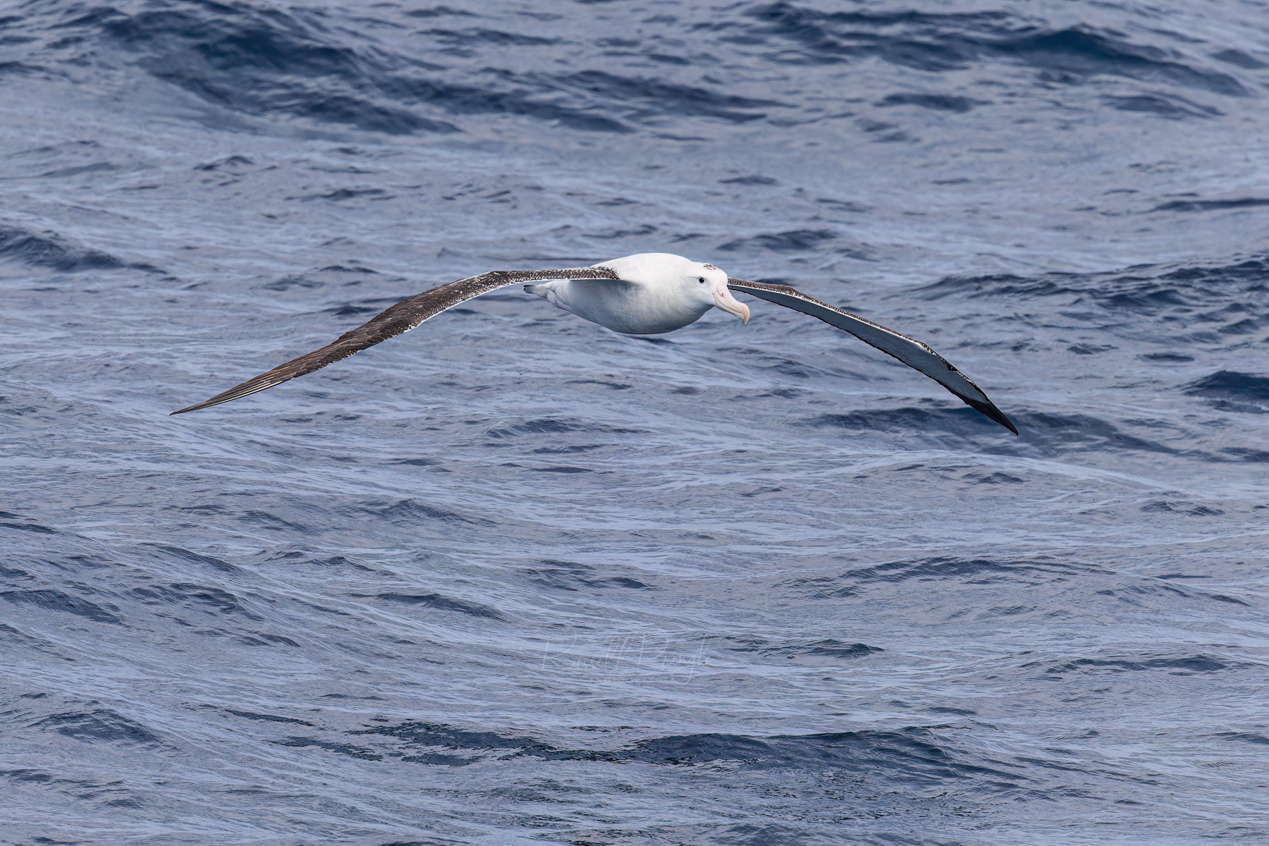 Wandering Albatross