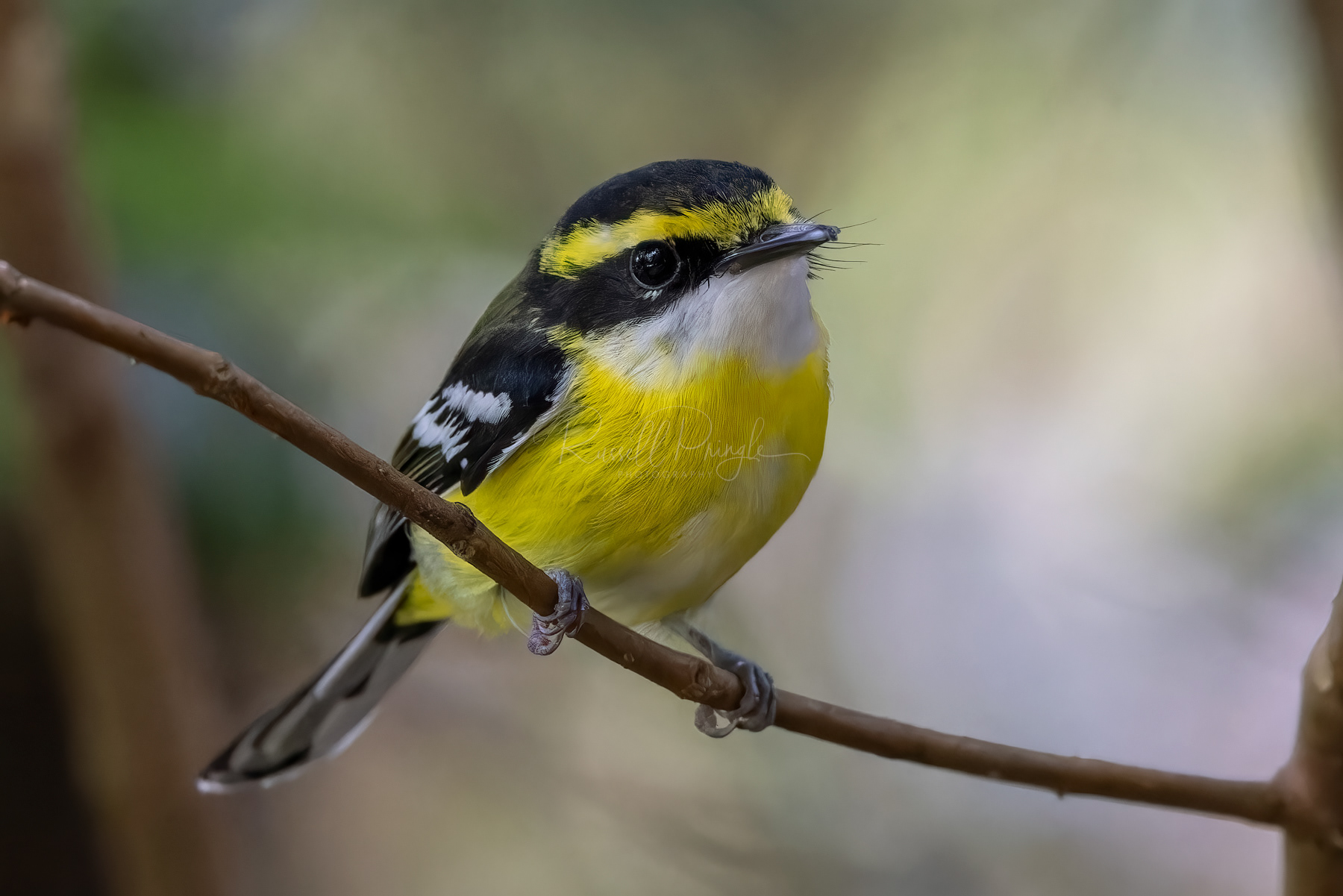Yellow-breasted Boatbill
