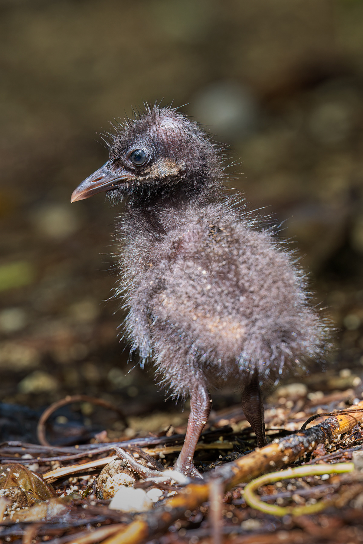 Buff-banded Rail (immature)