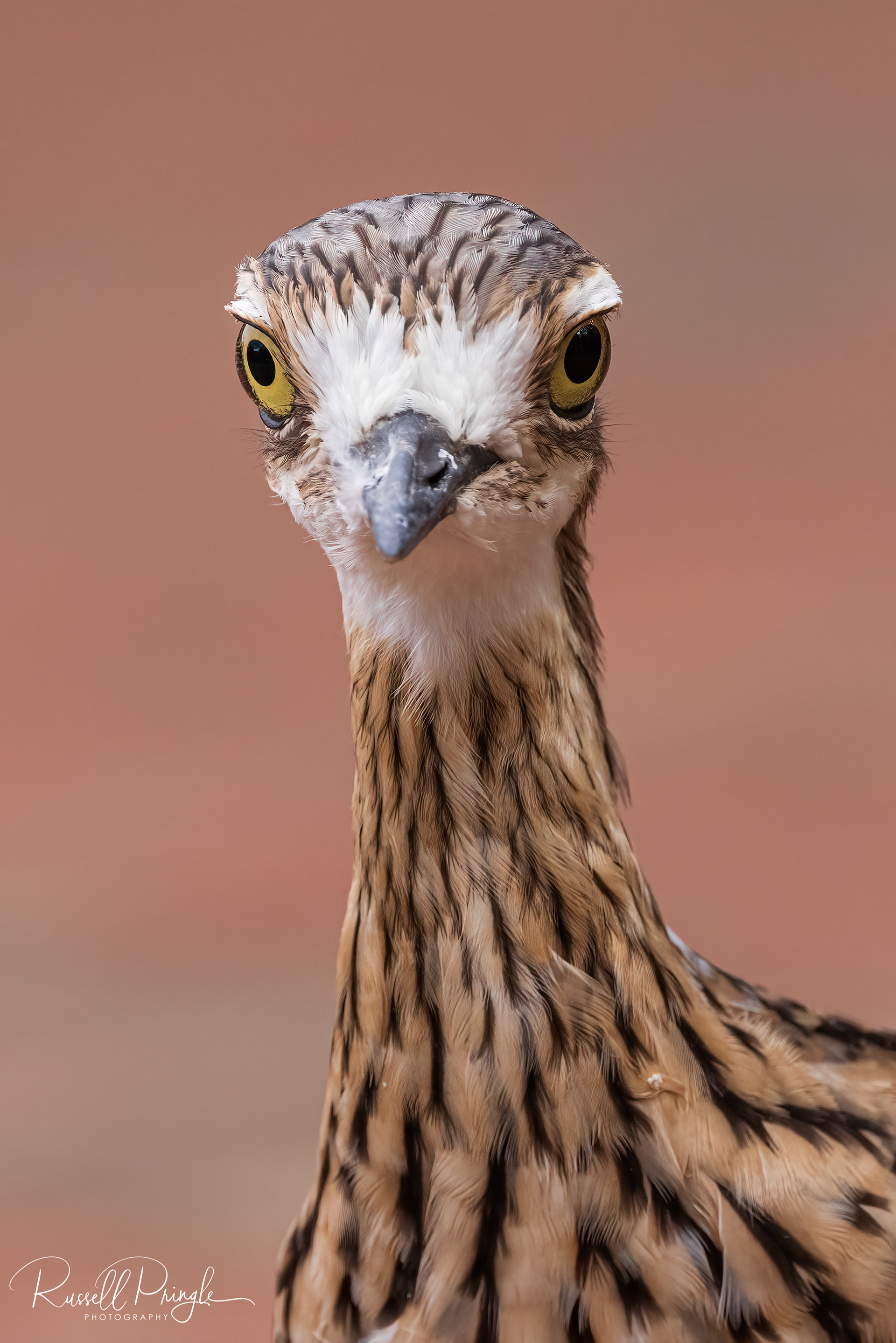 Bush Stone-Curlew