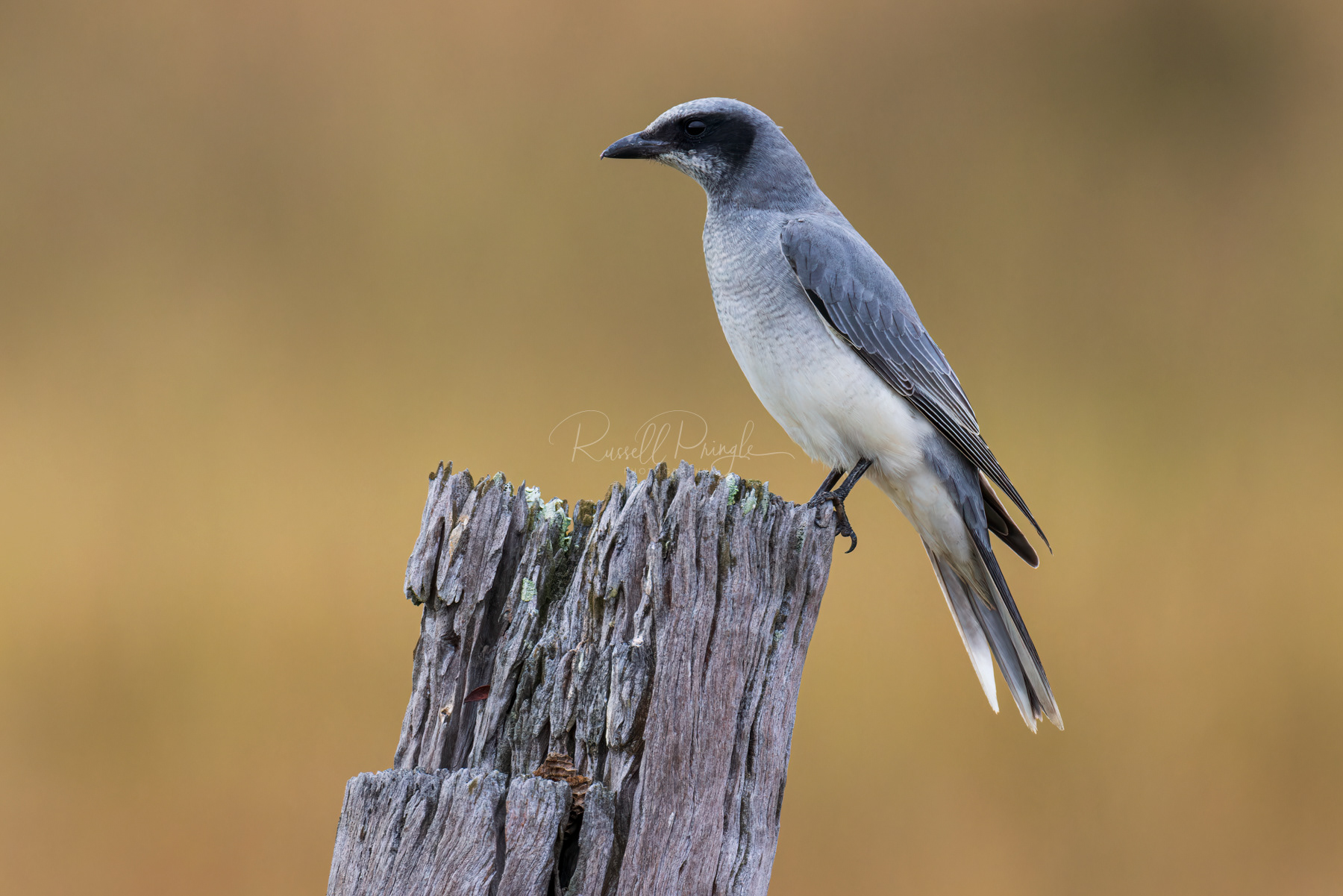 Black-faced Cuckoo-Shrike (juvinile)