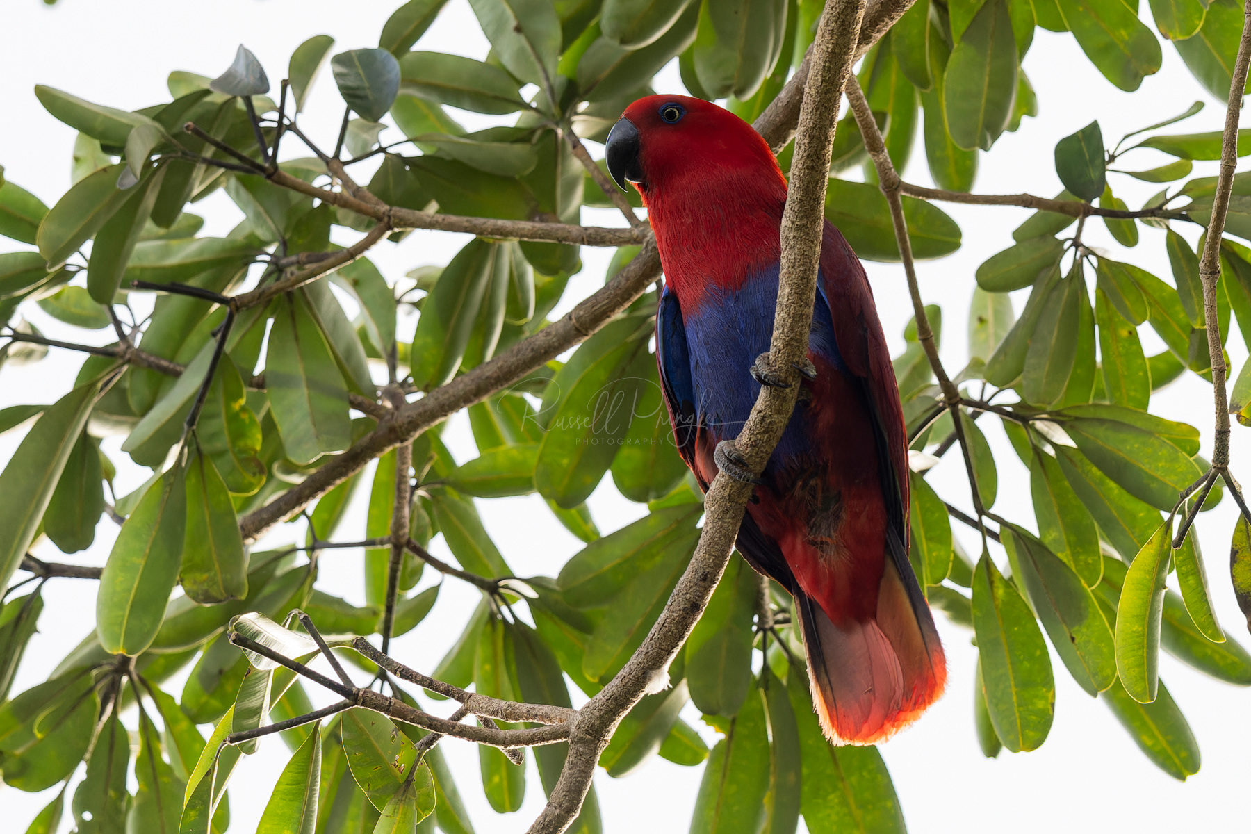 Eclectus Parrot (female)