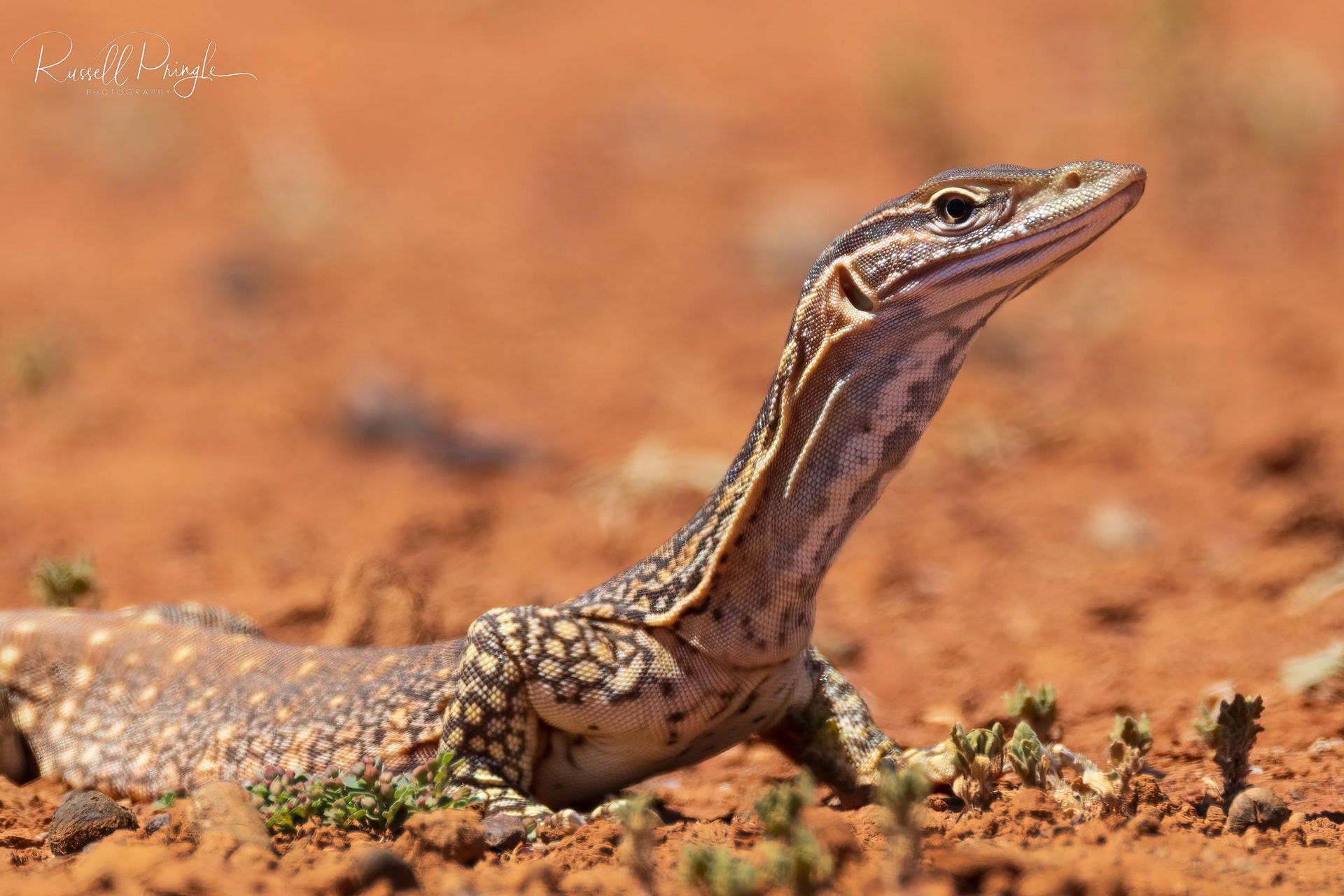 Gould's Monitor