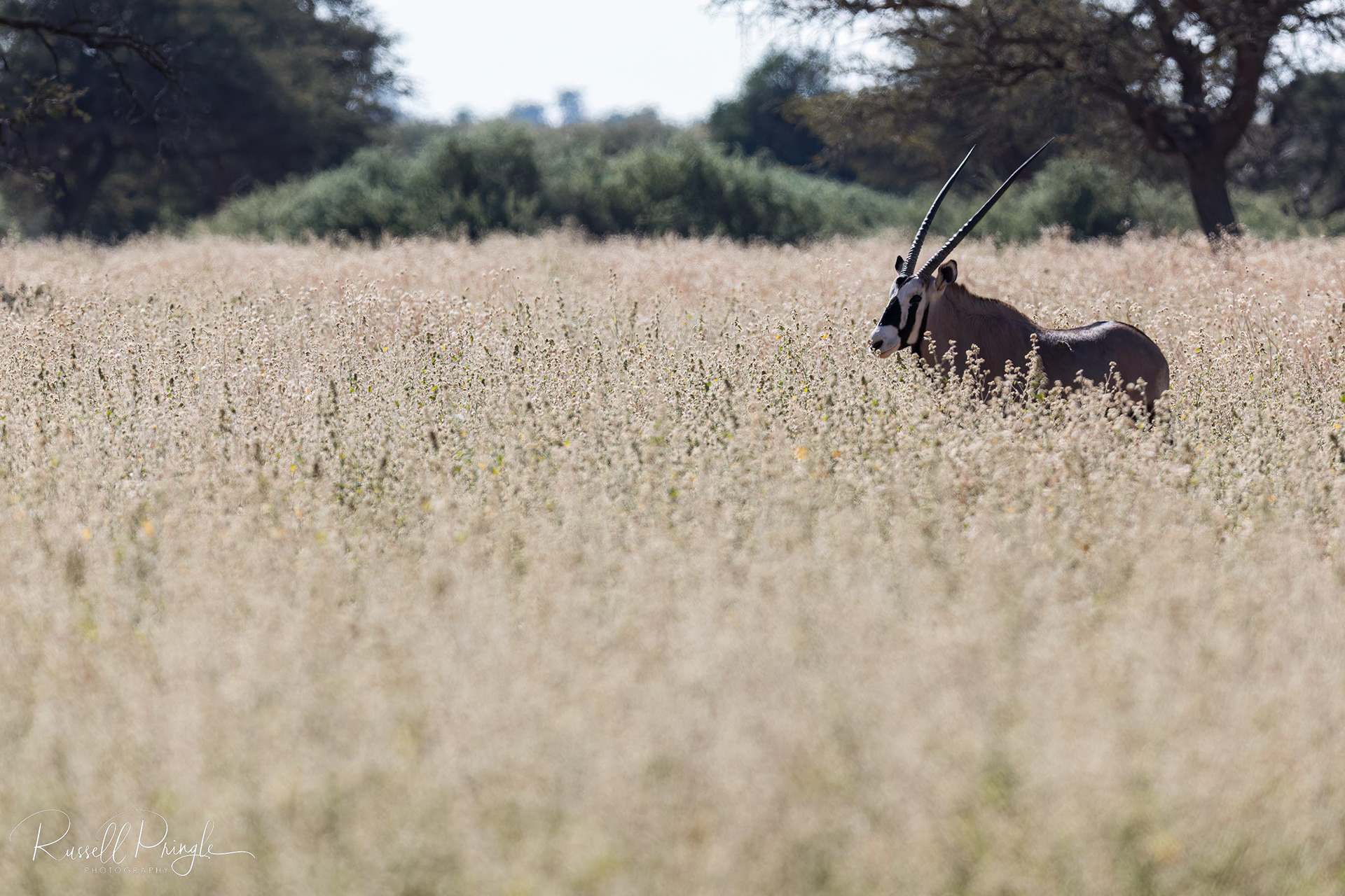 Oryx-Tswalu
