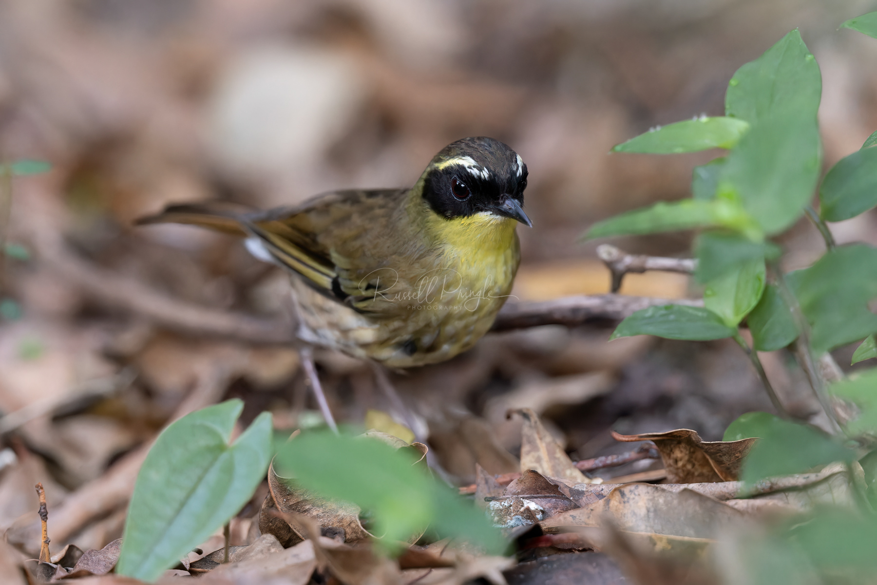 Yellow-throated Scrubwren