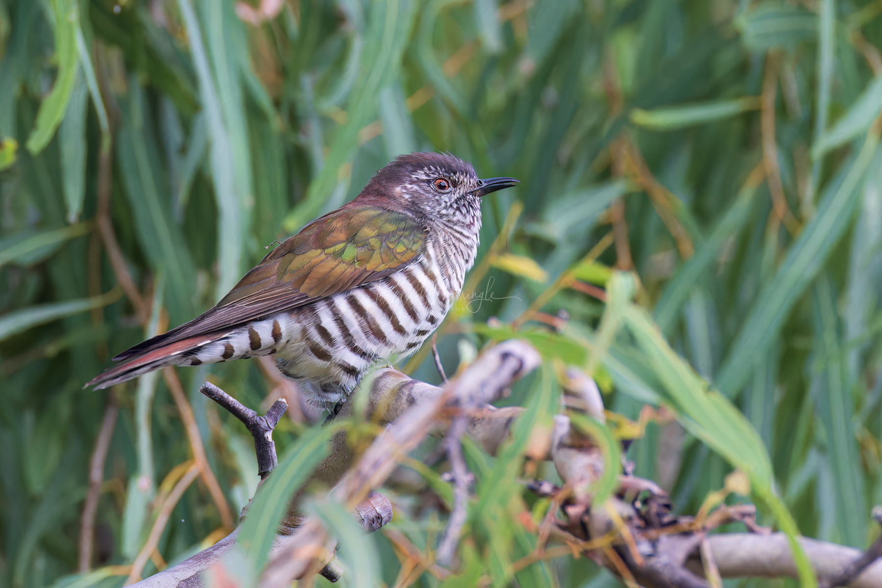 Shining Bronze-Cuckoo (male)